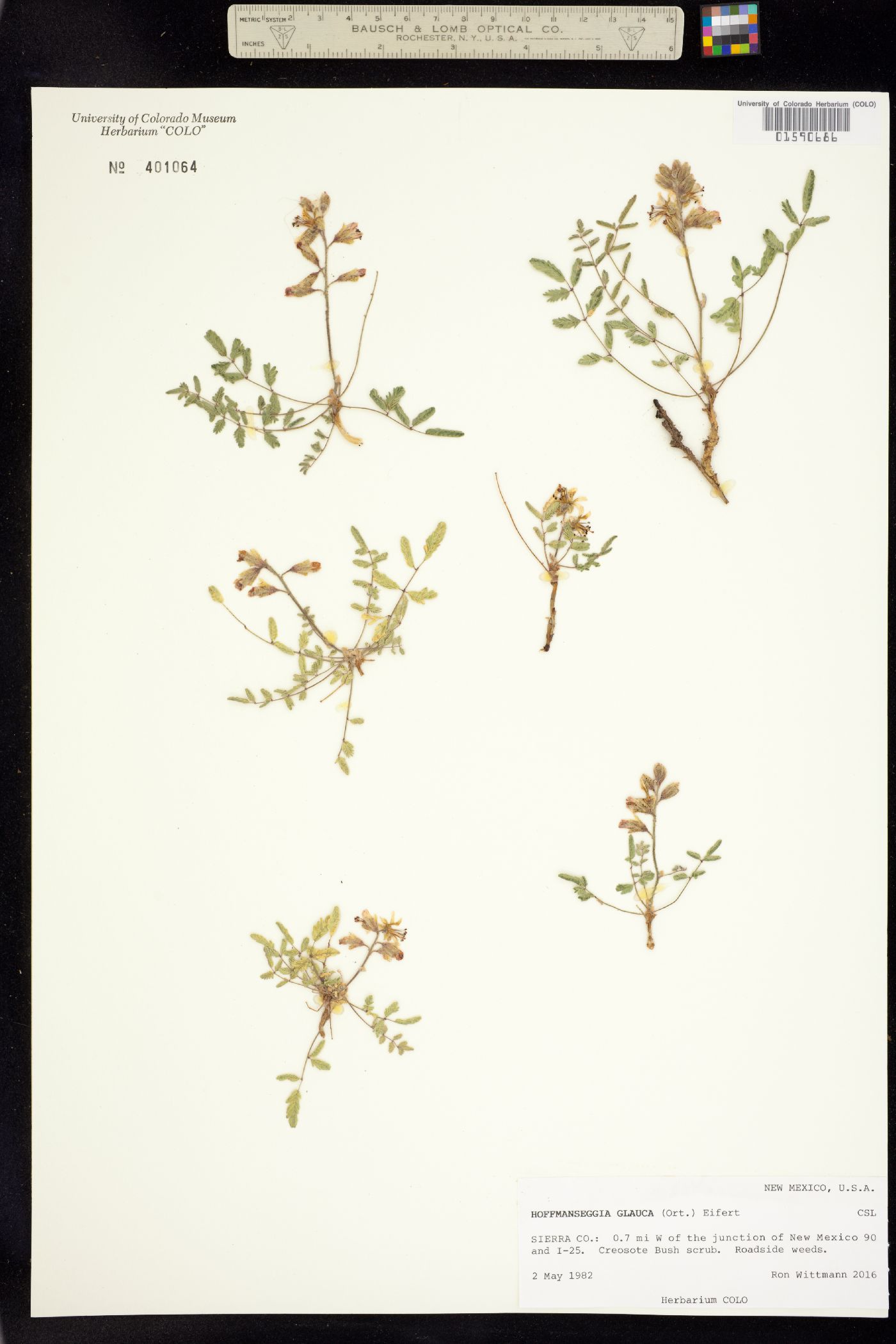 Hoffmannseggia glauca image