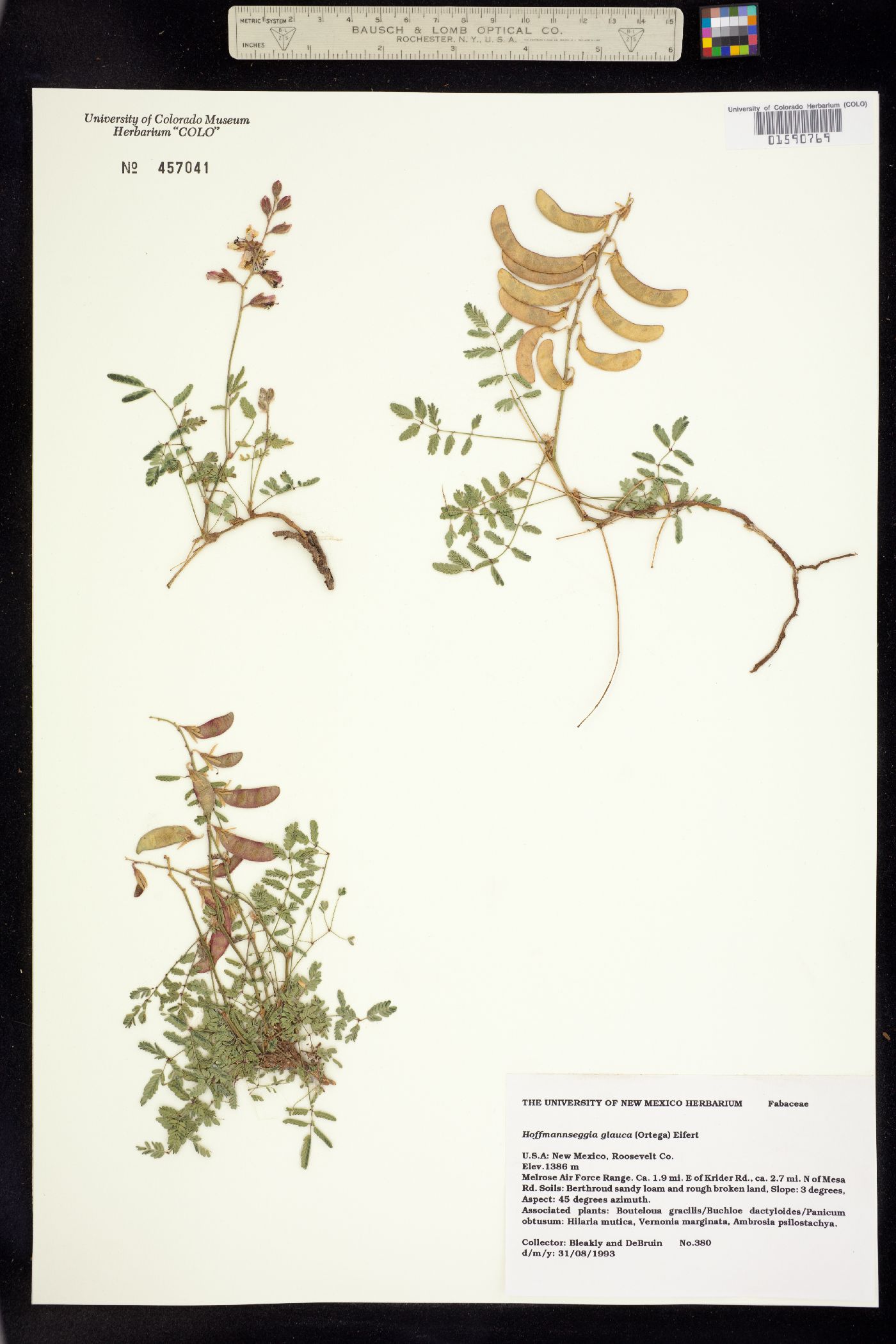 Hoffmannseggia glauca image