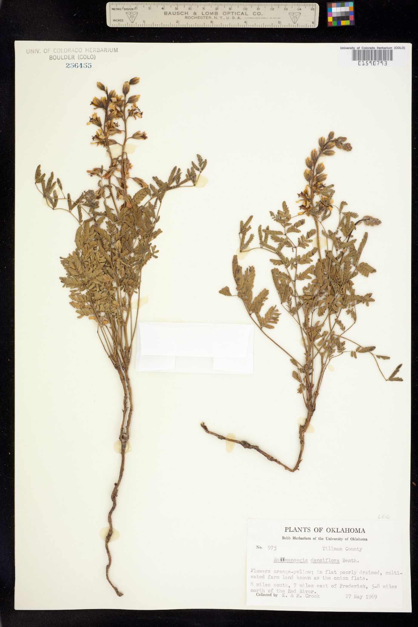 Hoffmannseggia glauca image