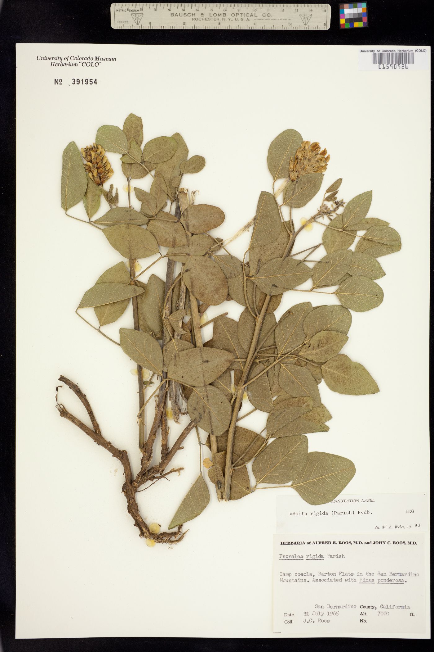 Rupertia rigida image