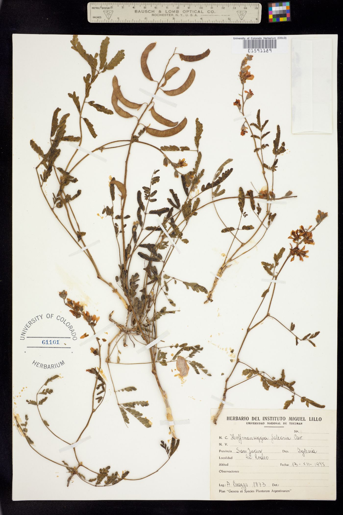 Hoffmannseggia glauca image