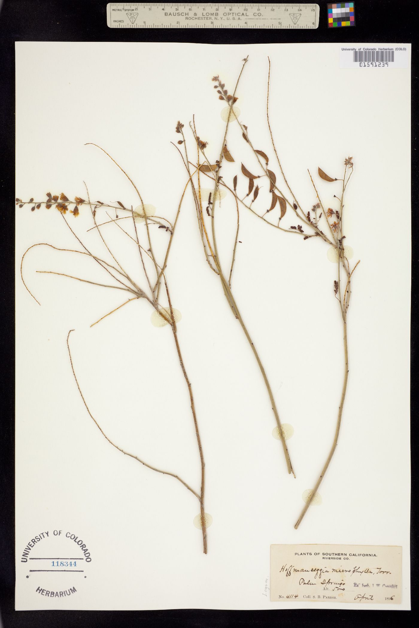 Hoffmannseggia microphylla image