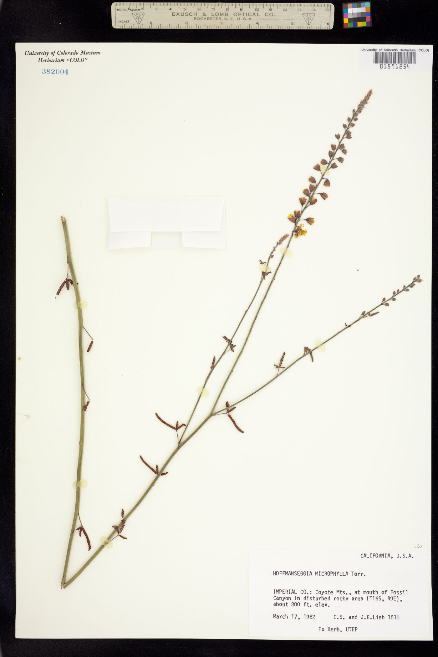 Hoffmannseggia microphylla image