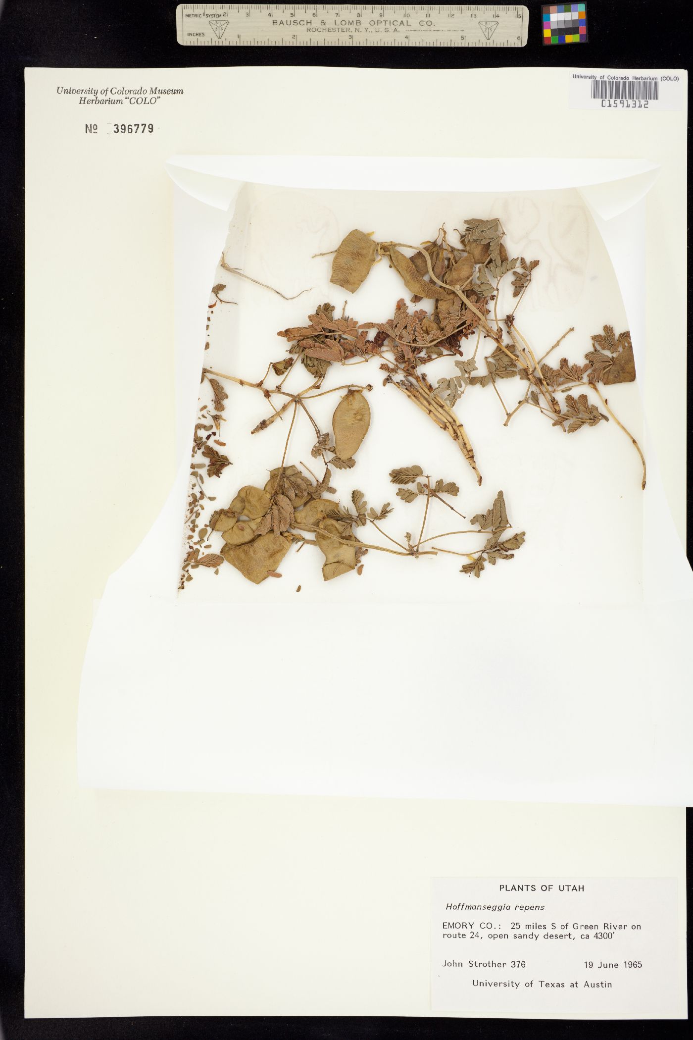 Hoffmannseggia repens image