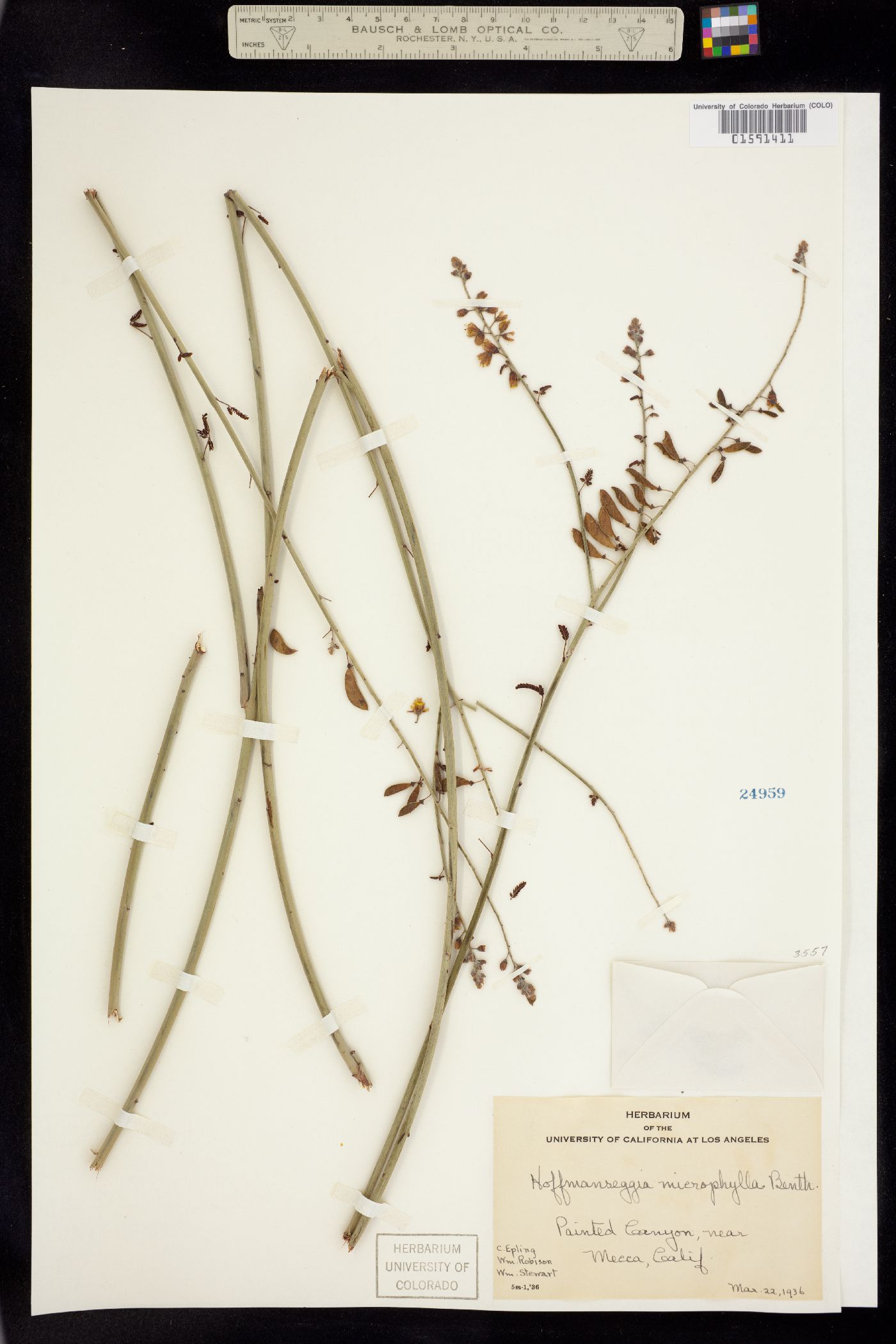 Hoffmannseggia microphylla image