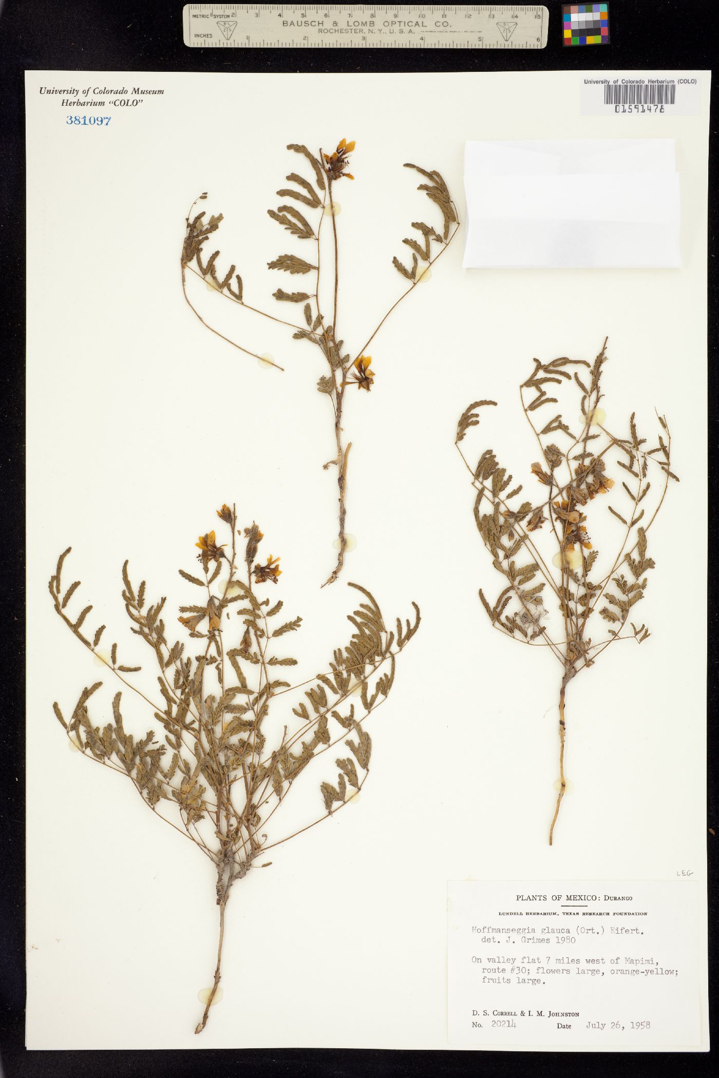 Hoffmannseggia glauca image