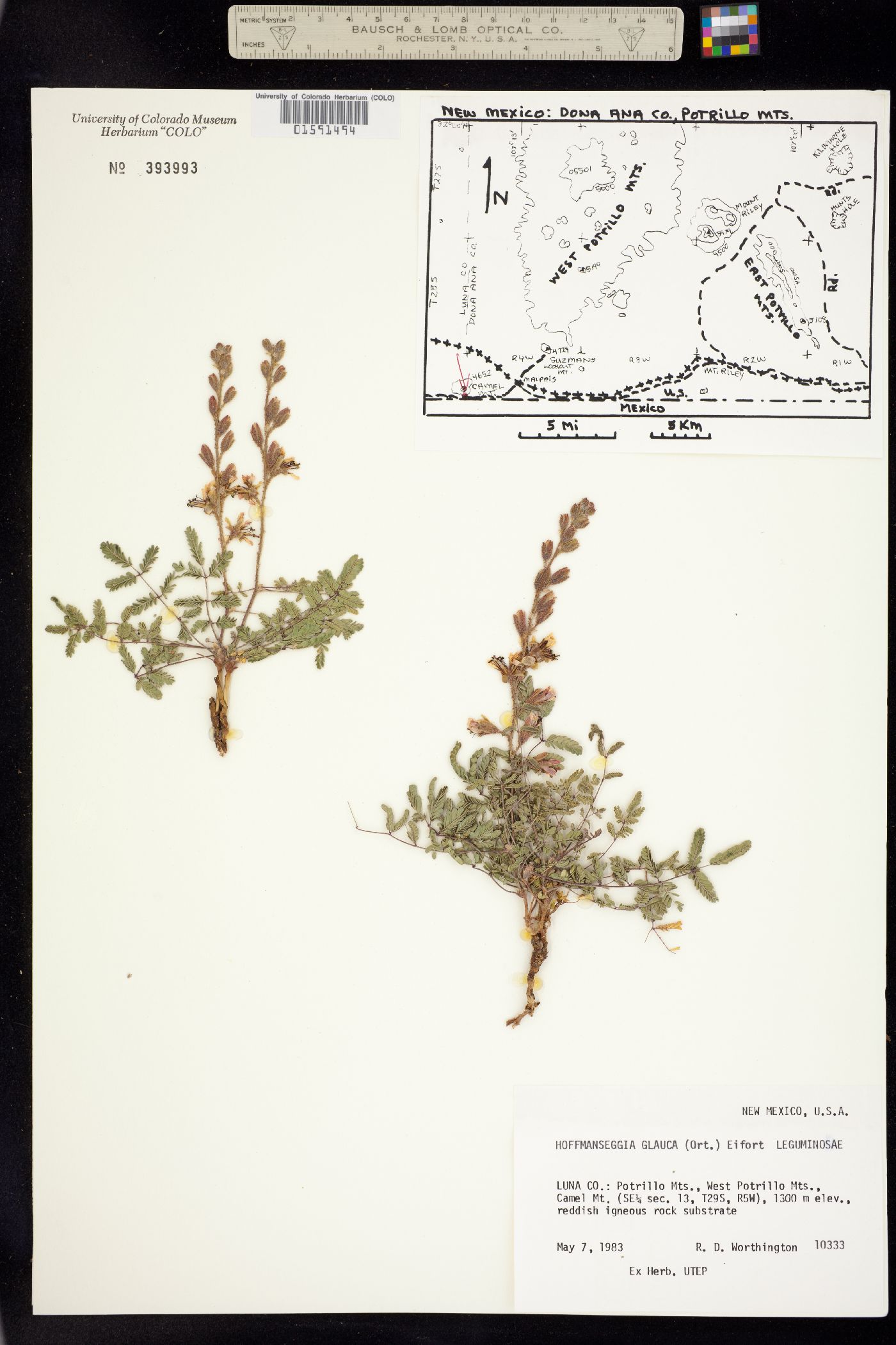 Hoffmannseggia glauca image