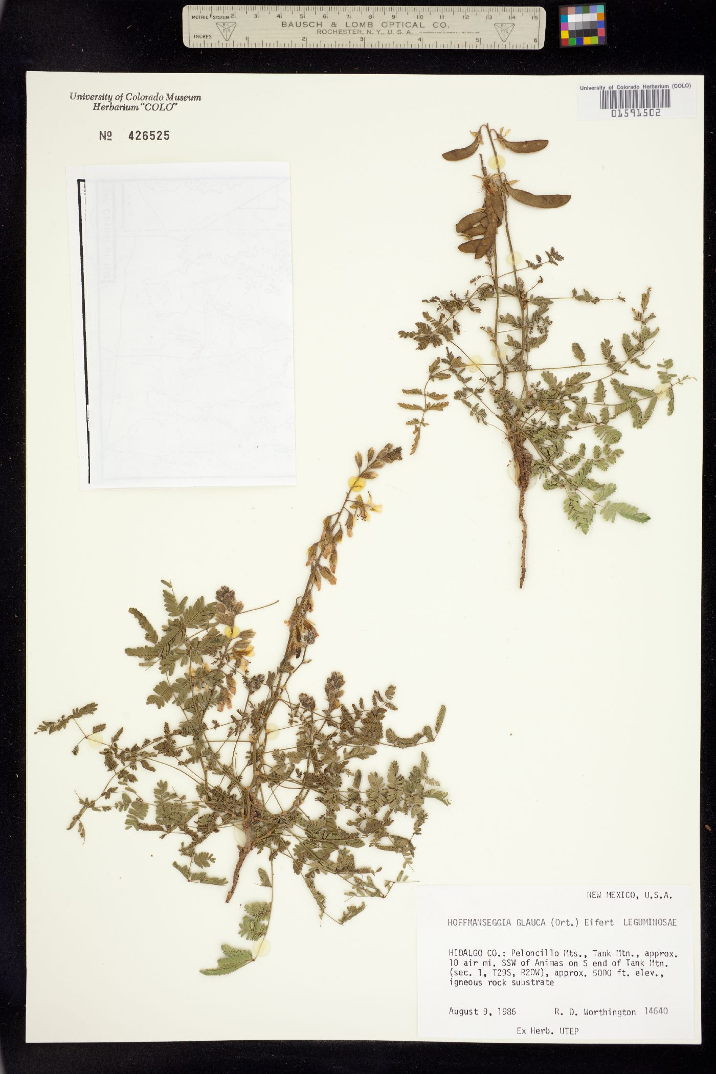 Hoffmannseggia glauca image