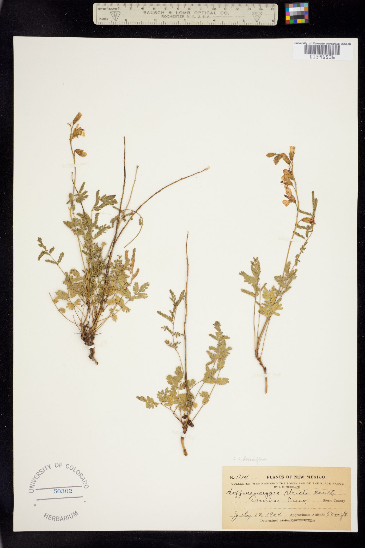 Hoffmannseggia glauca image