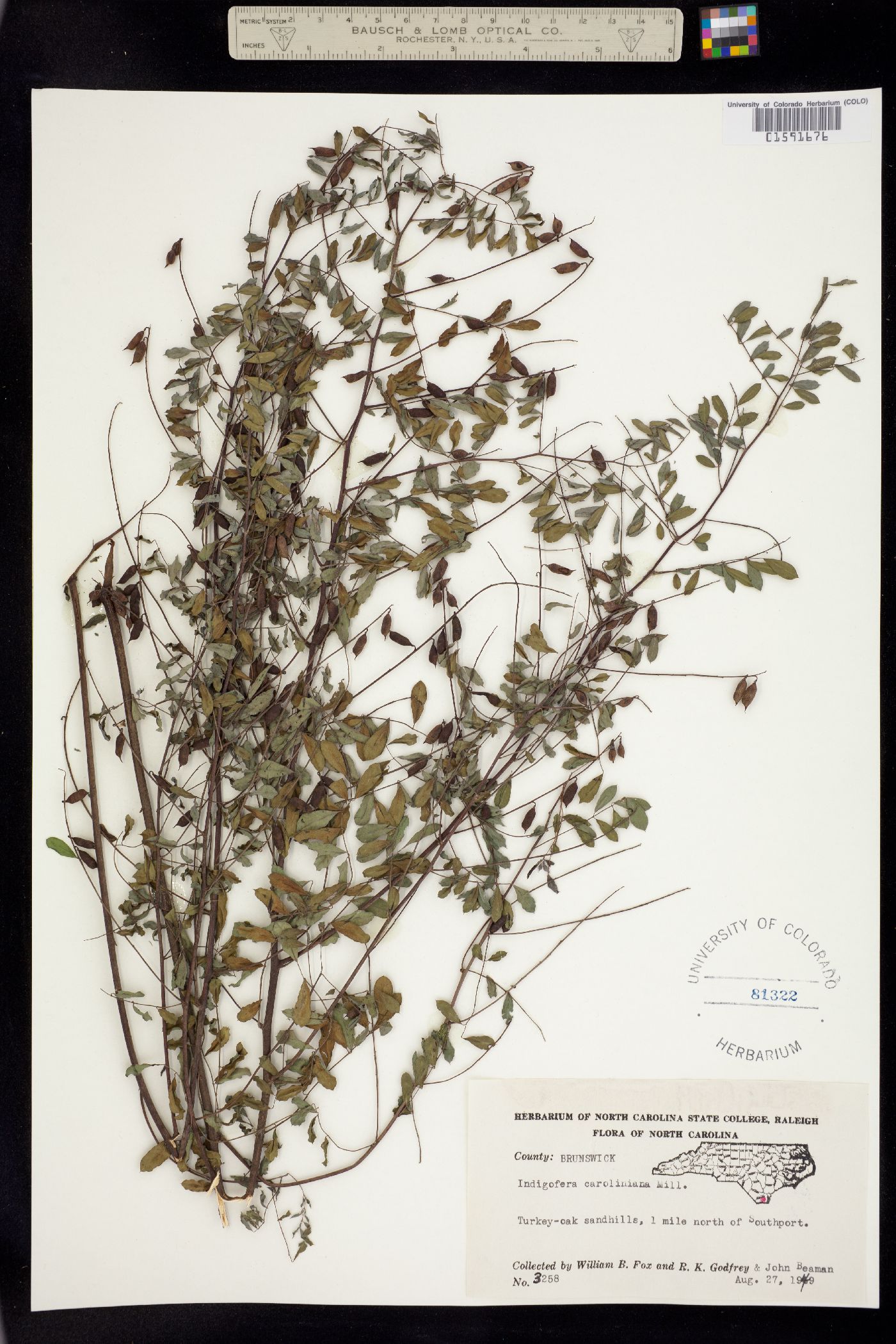 Indigofera caroliniana image