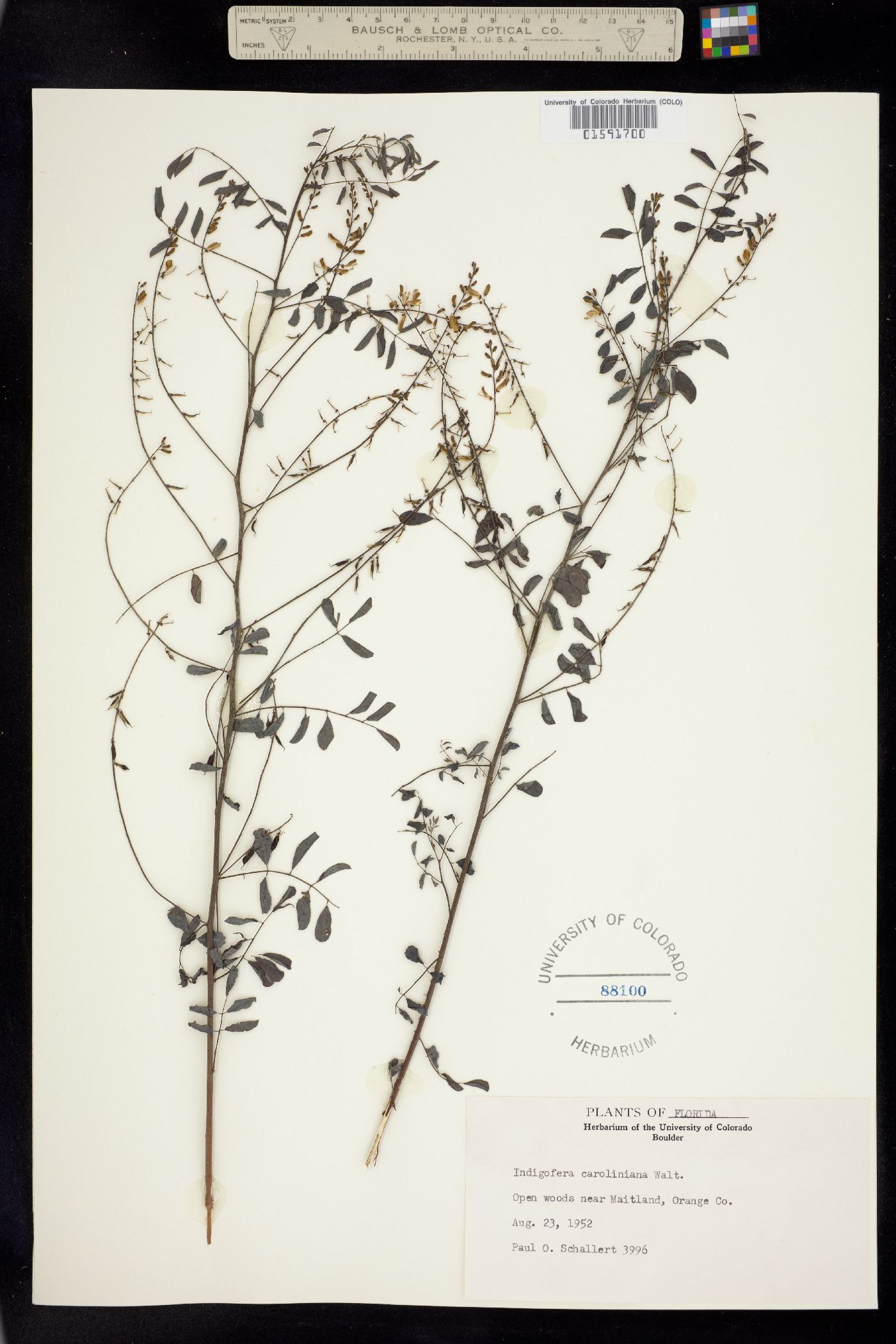 Indigofera caroliniana image