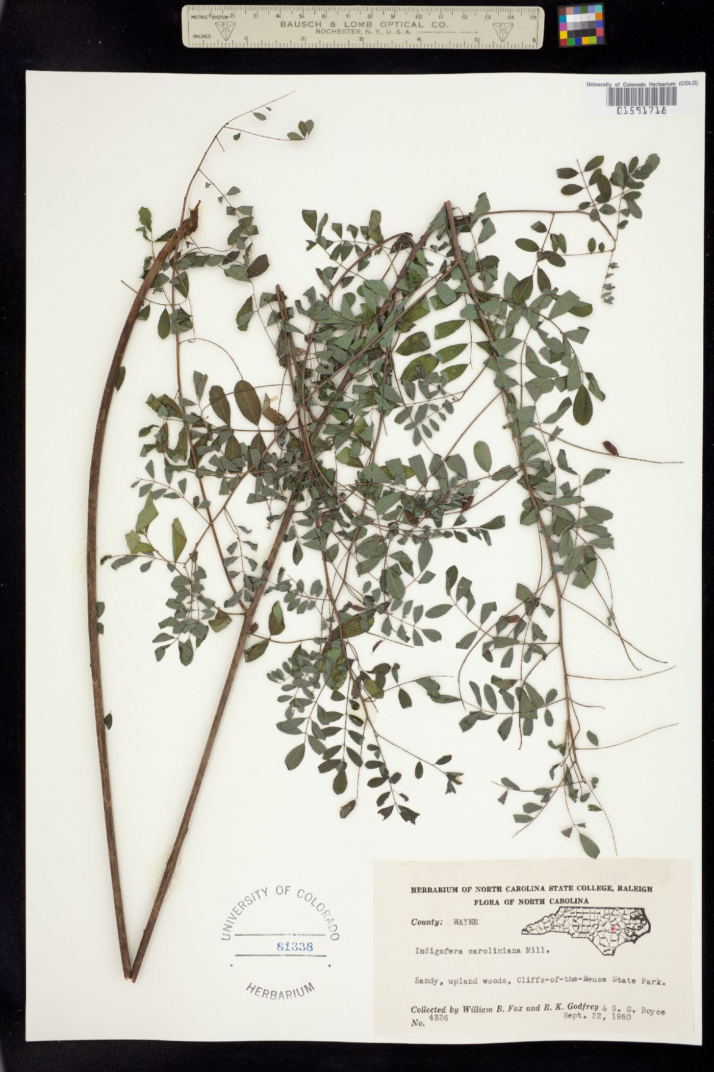 Indigofera caroliniana image