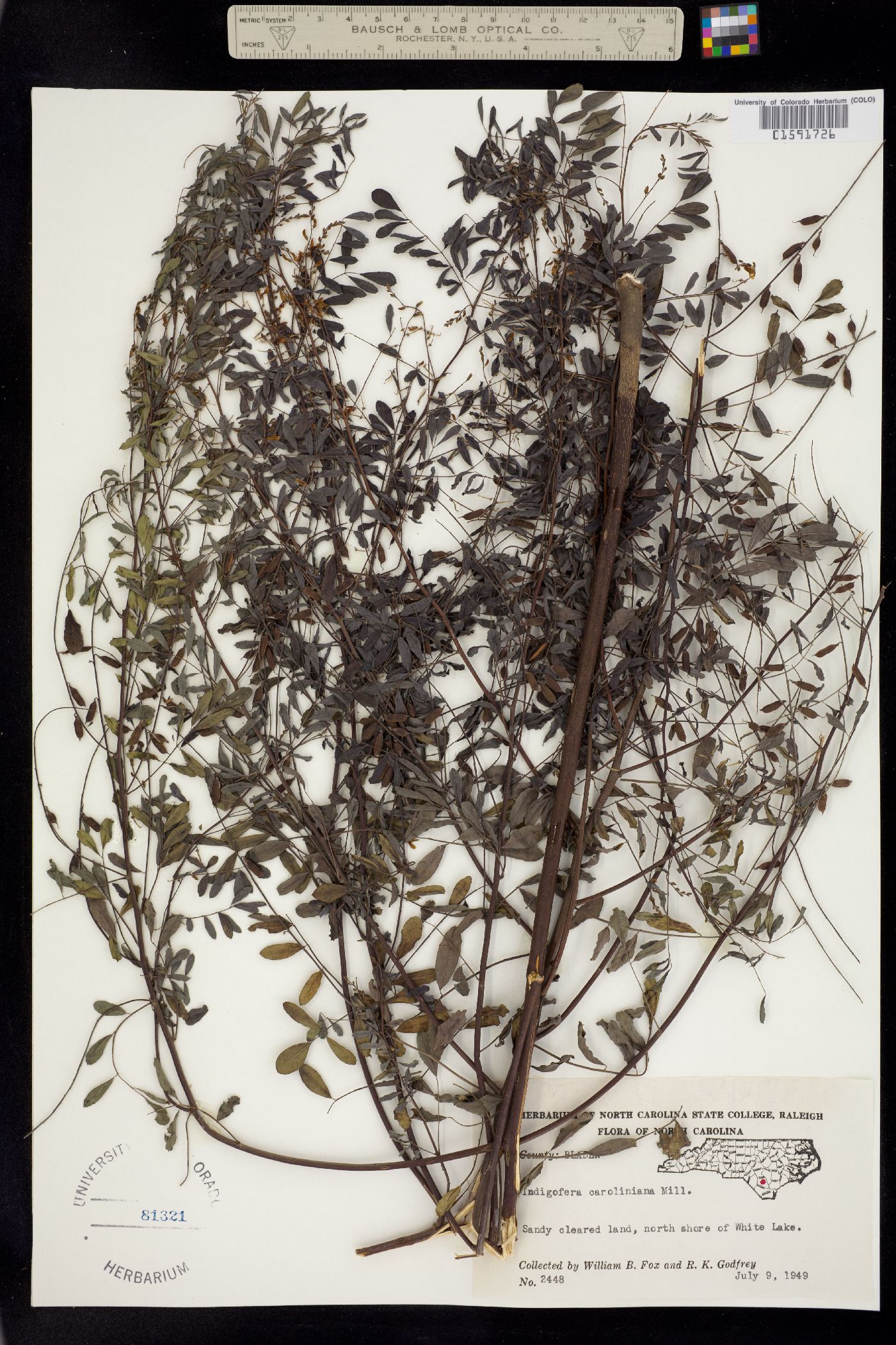 Indigofera caroliniana image