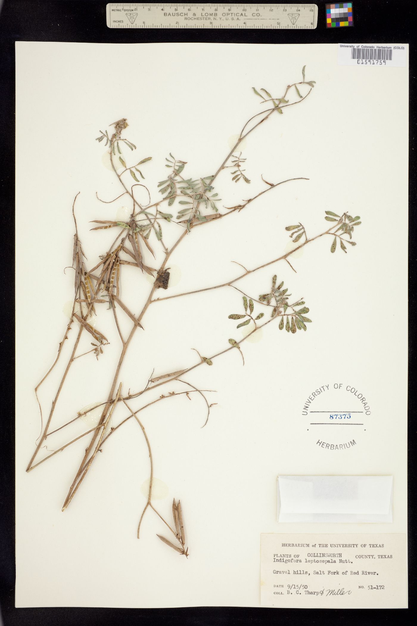 Indigofera miniata image