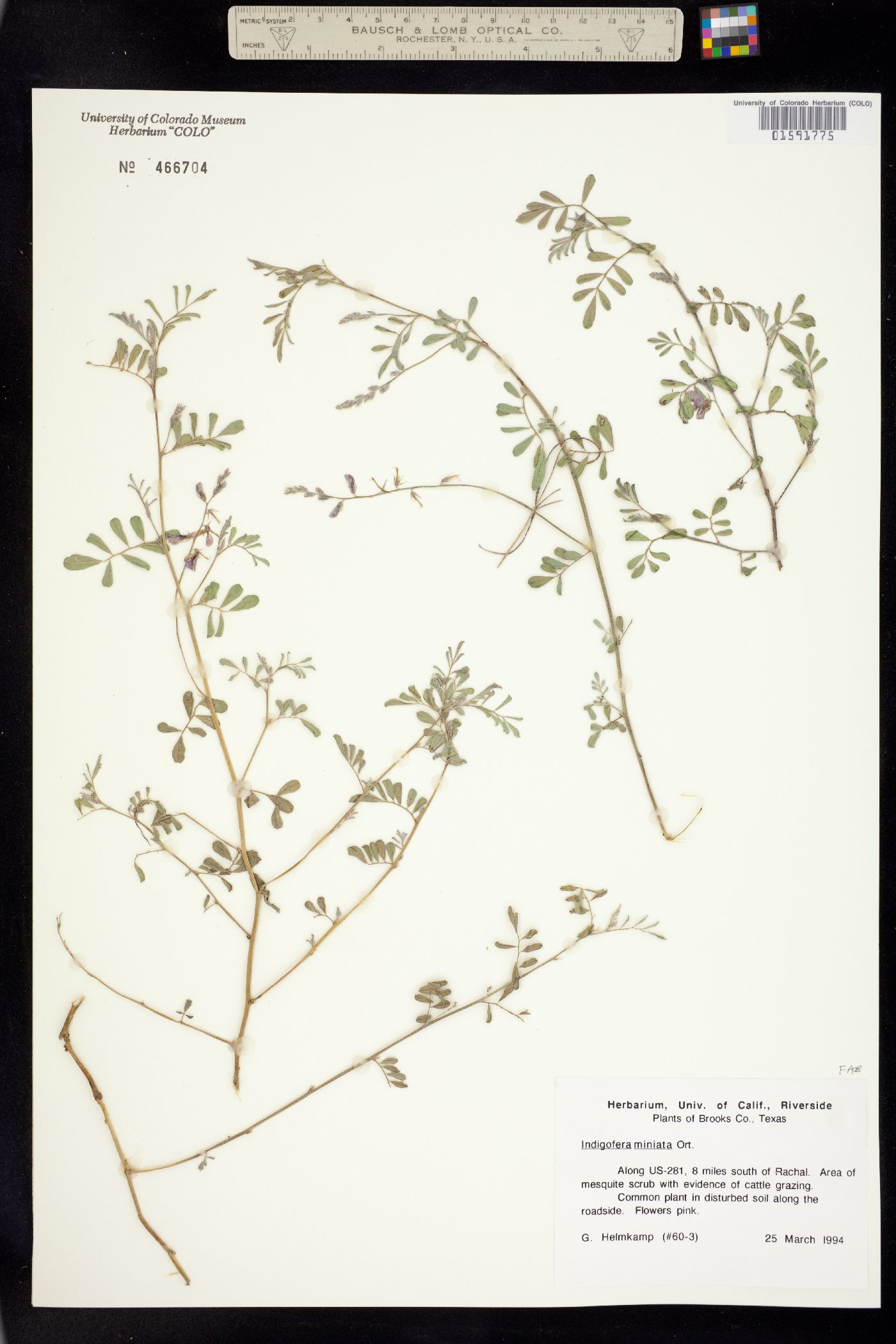 Indigofera miniata image