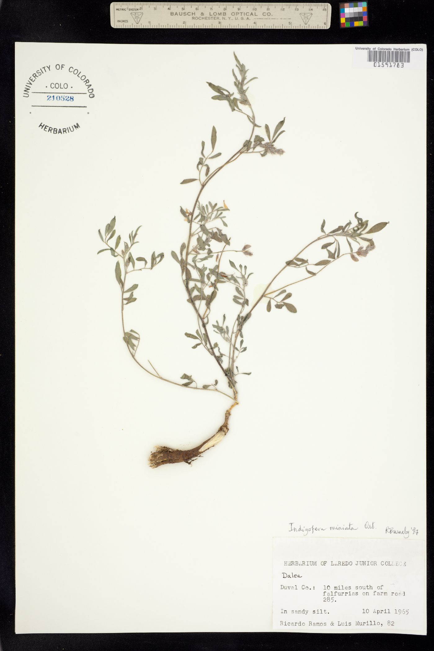 Indigofera miniata image