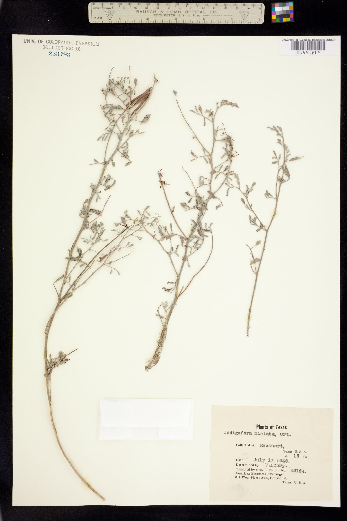 Indigofera miniata image