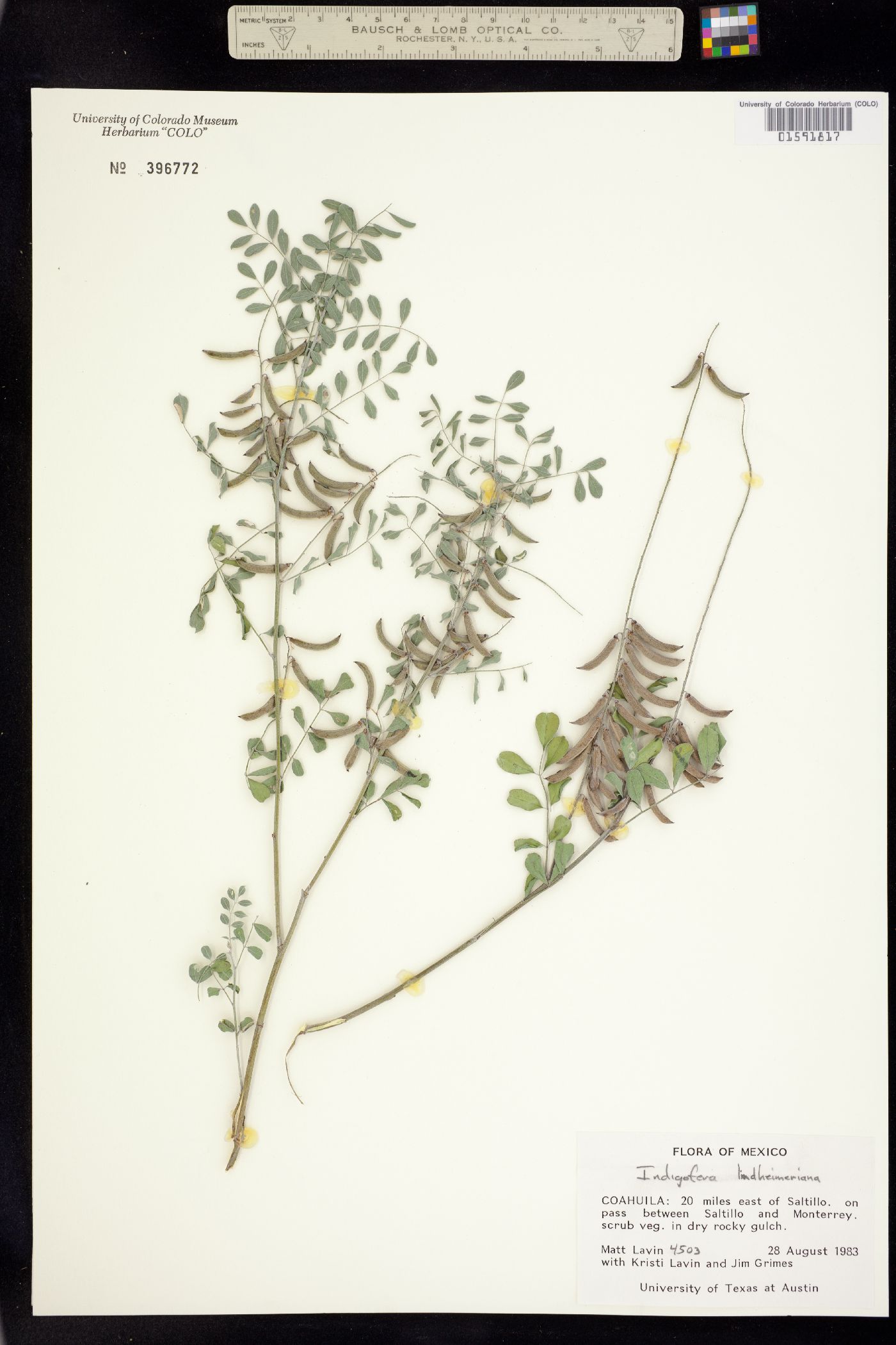 Indigofera lindheimeriana image