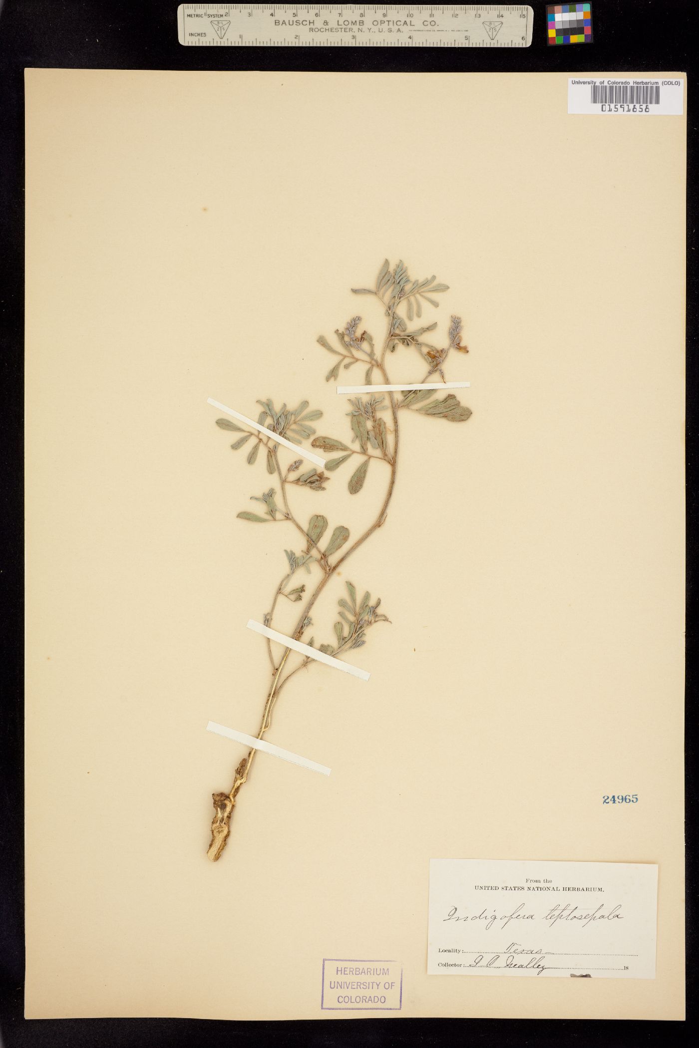 Indigofera miniata image