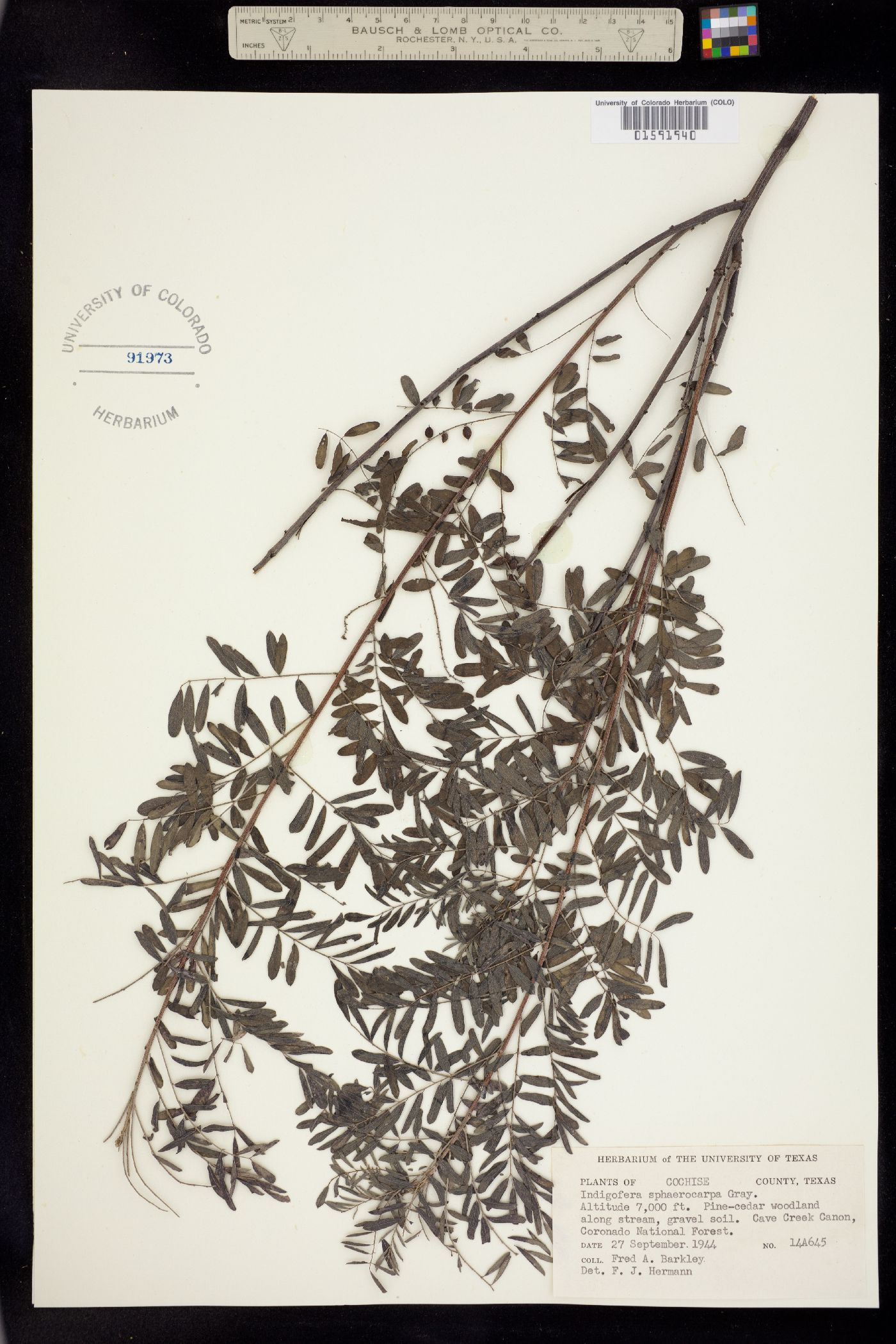 Indigofera sphaerocarpa image