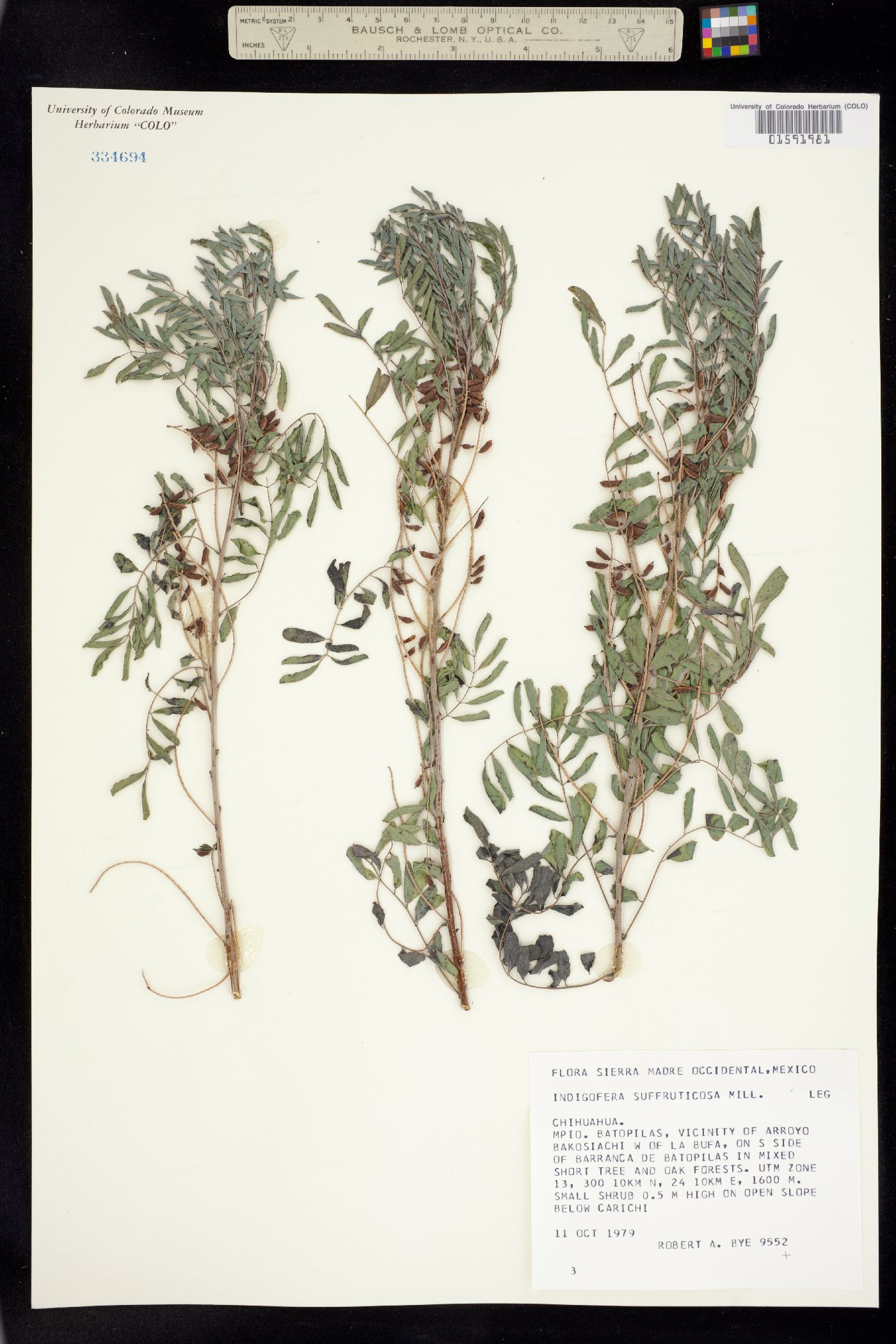 Indigofera suffruticosa image