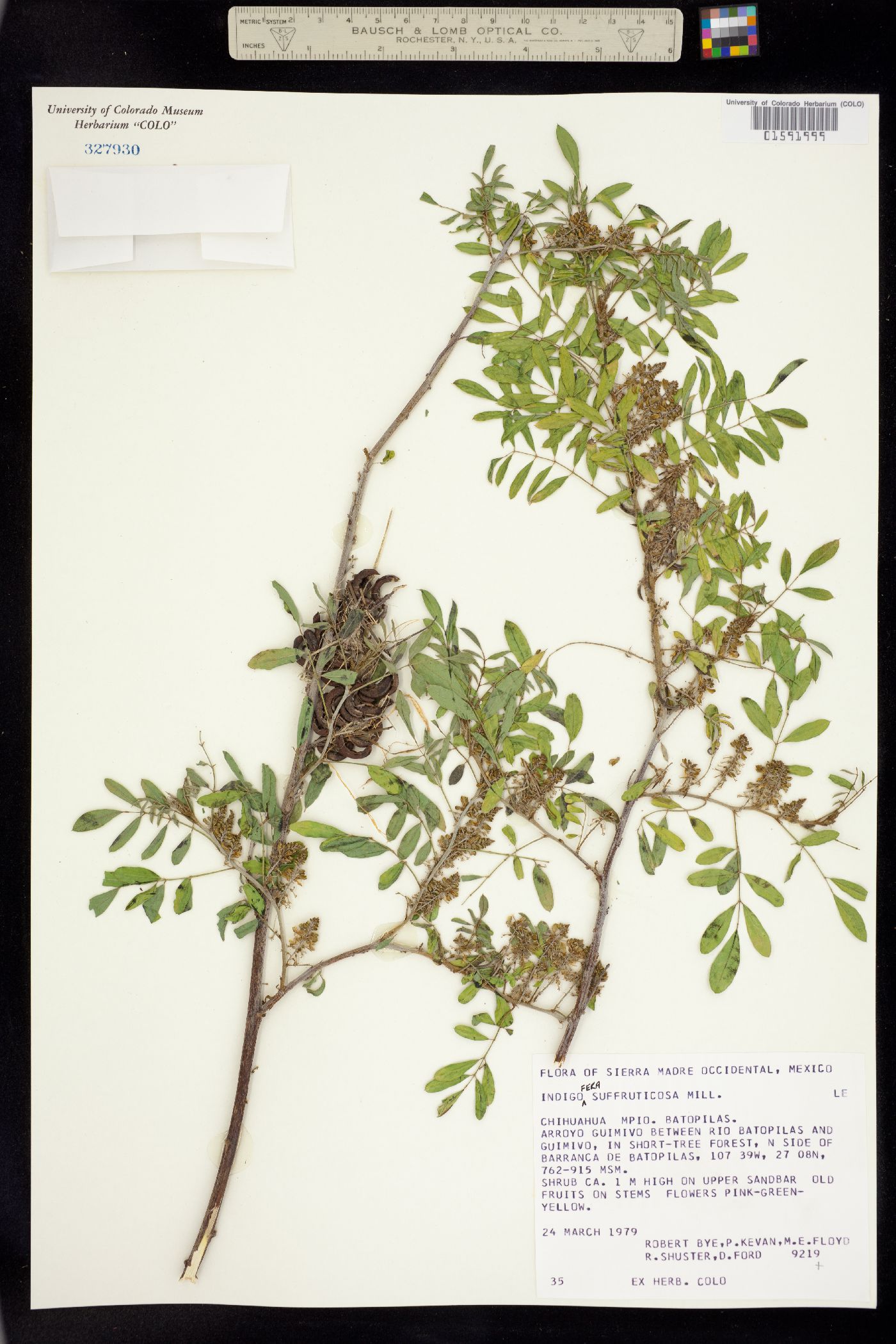 Indigofera suffruticosa image