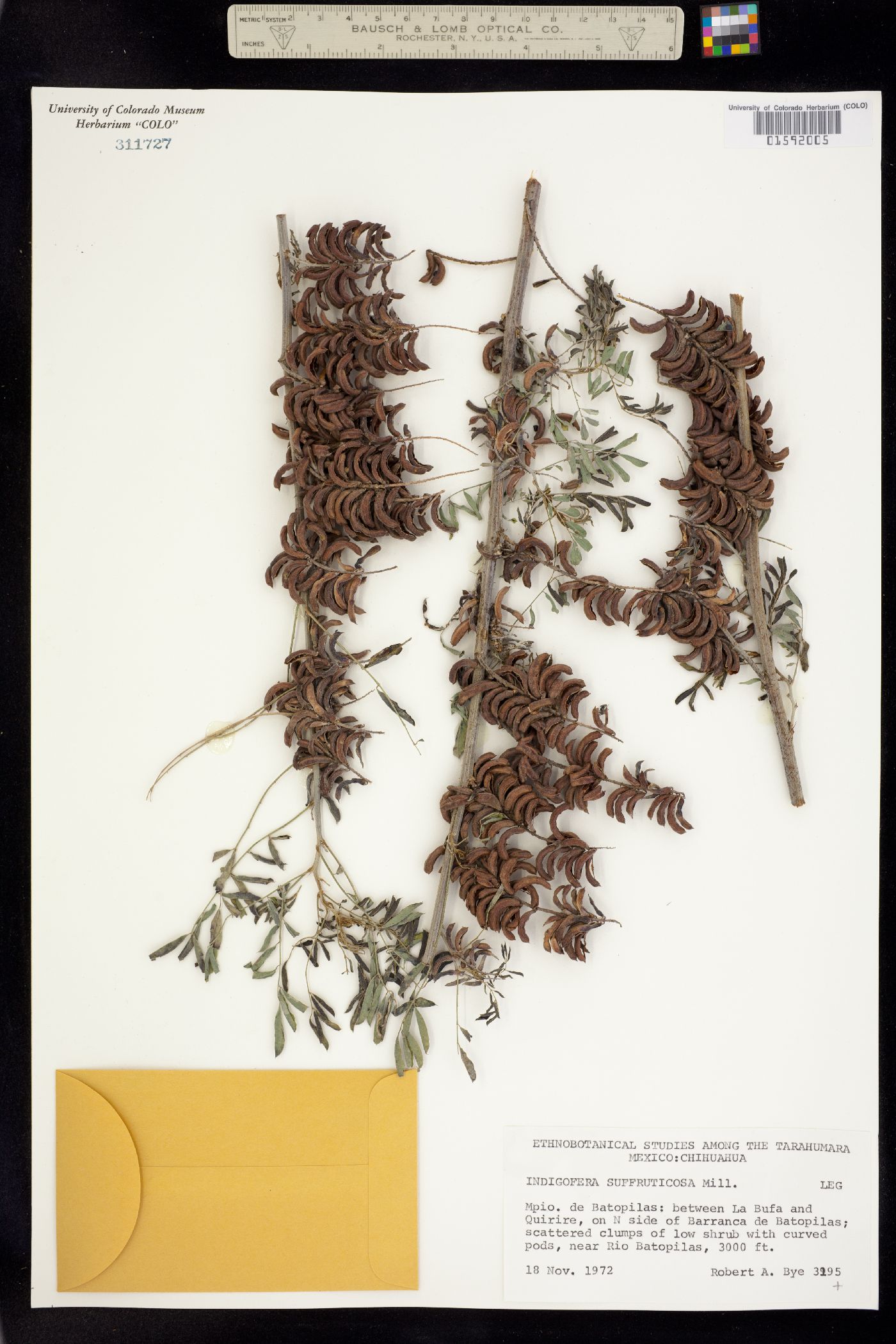 Indigofera suffruticosa image