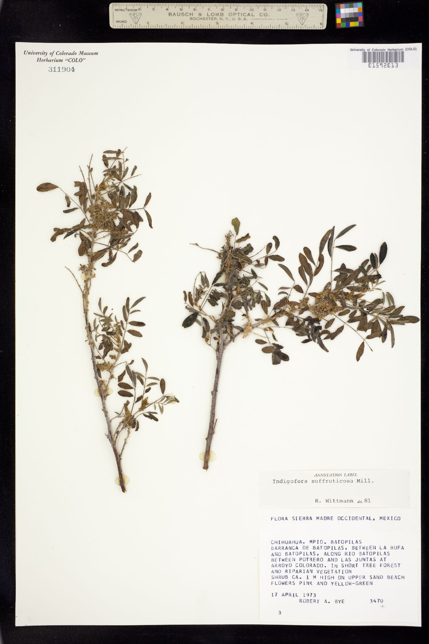 Indigofera suffruticosa image