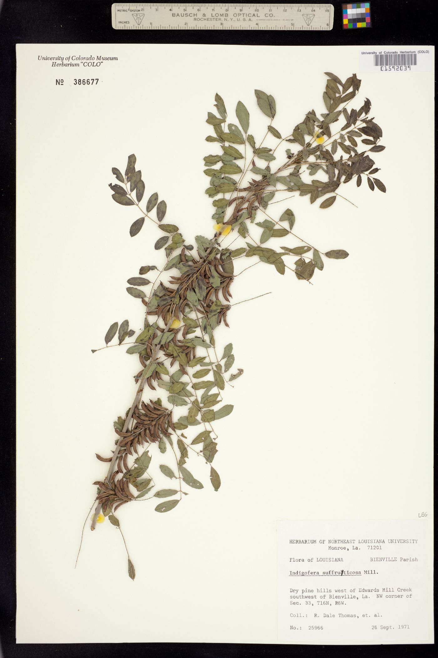 Indigofera suffruticosa image