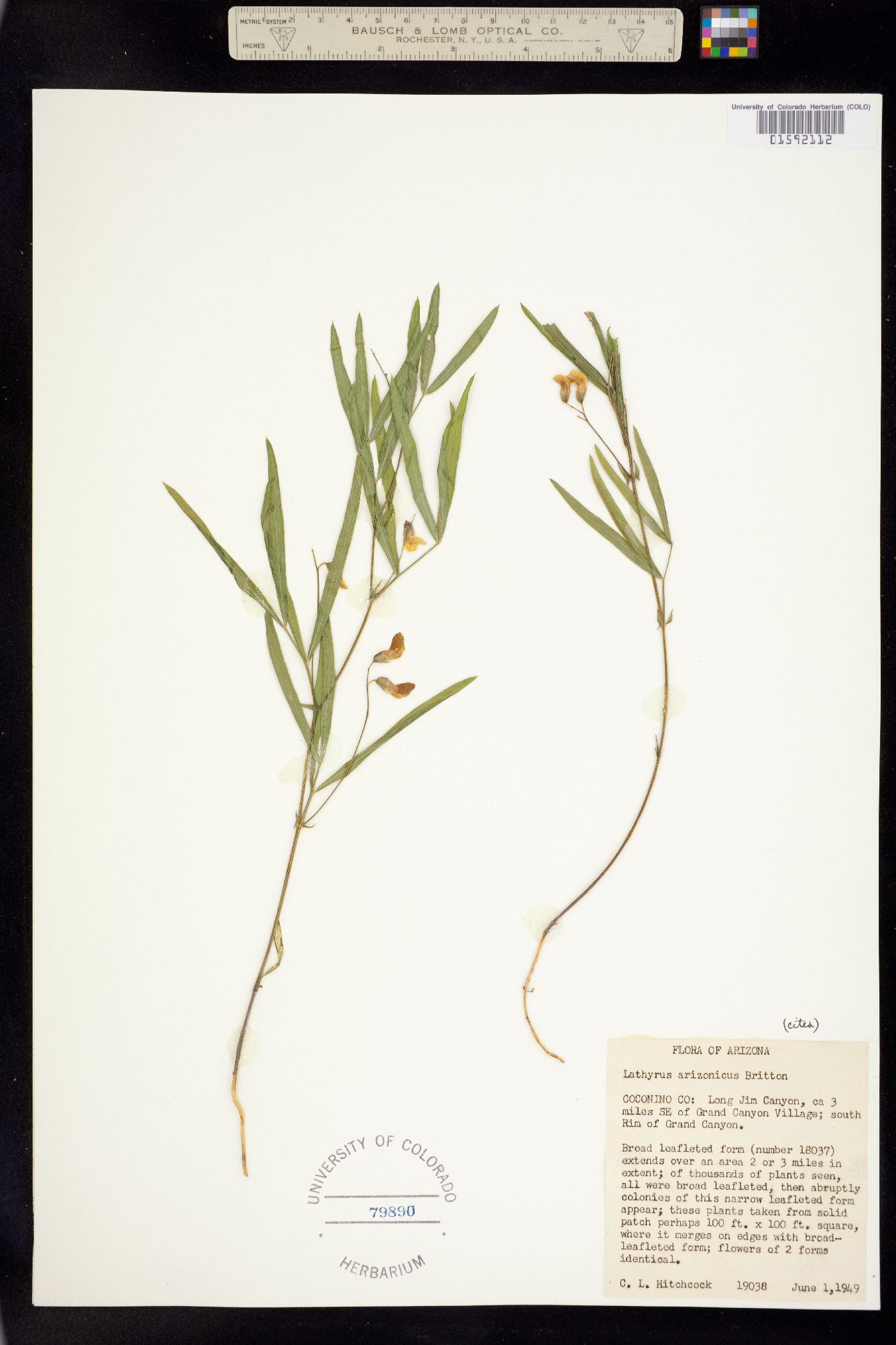 Lathyrus lanszwertii var. leucanthus image