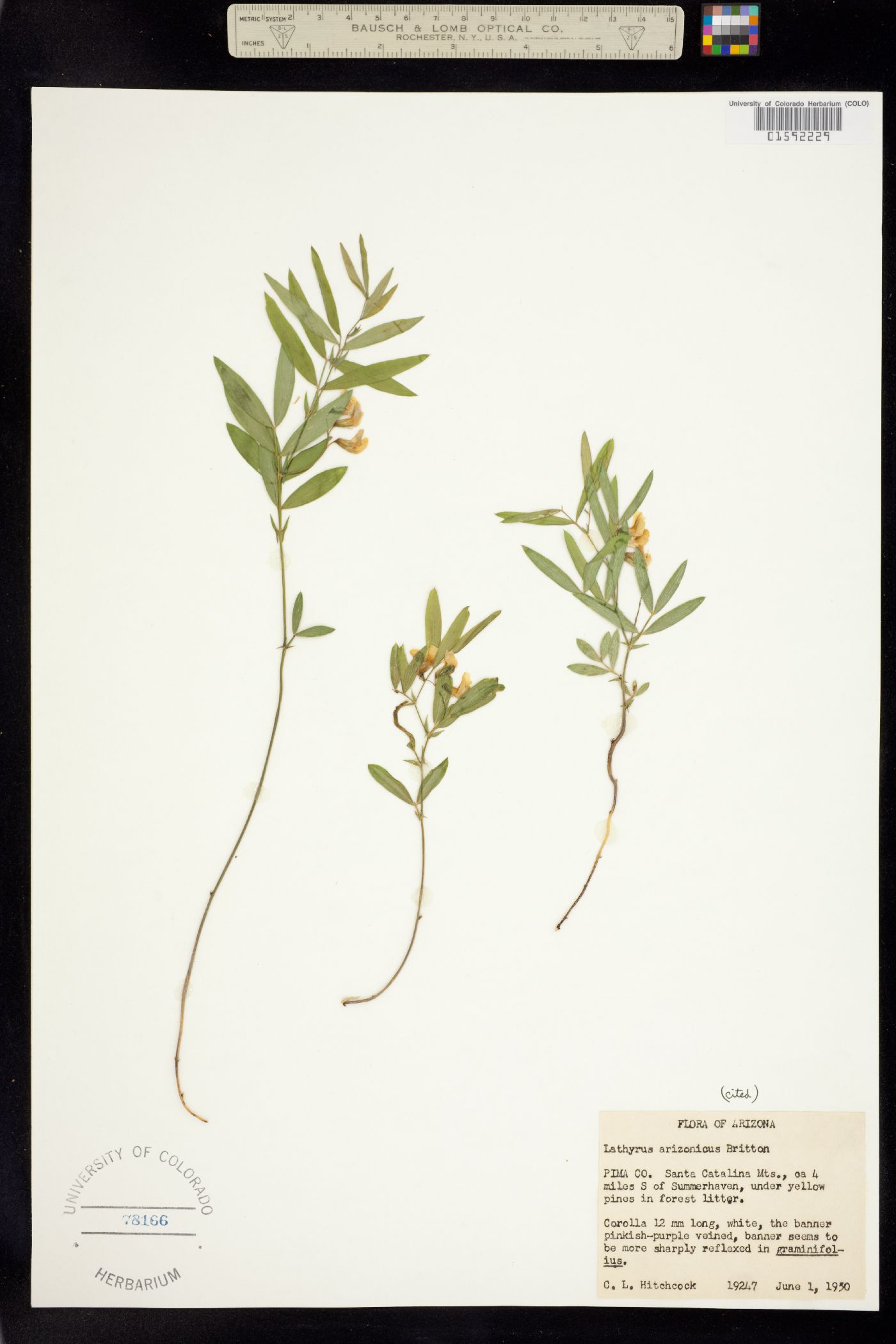 Lathyrus lanszwertii var. leucanthus image