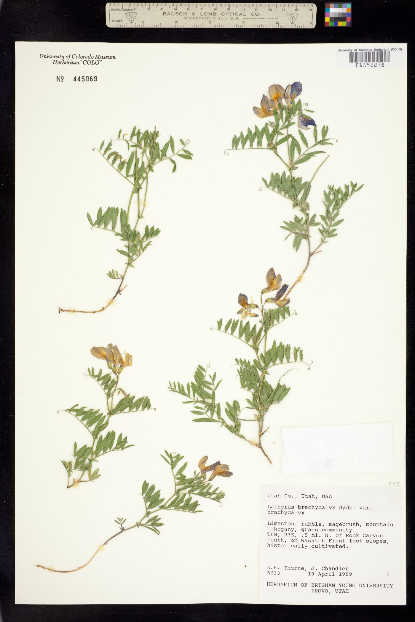 Lathyrus brachycalyx image