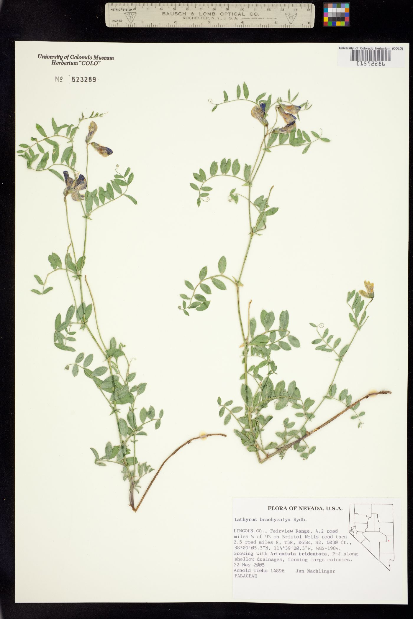 Lathyrus brachycalyx image