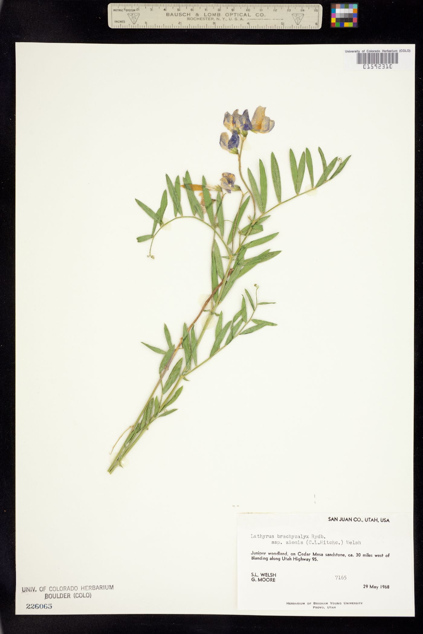 Lathyrus brachycalyx image