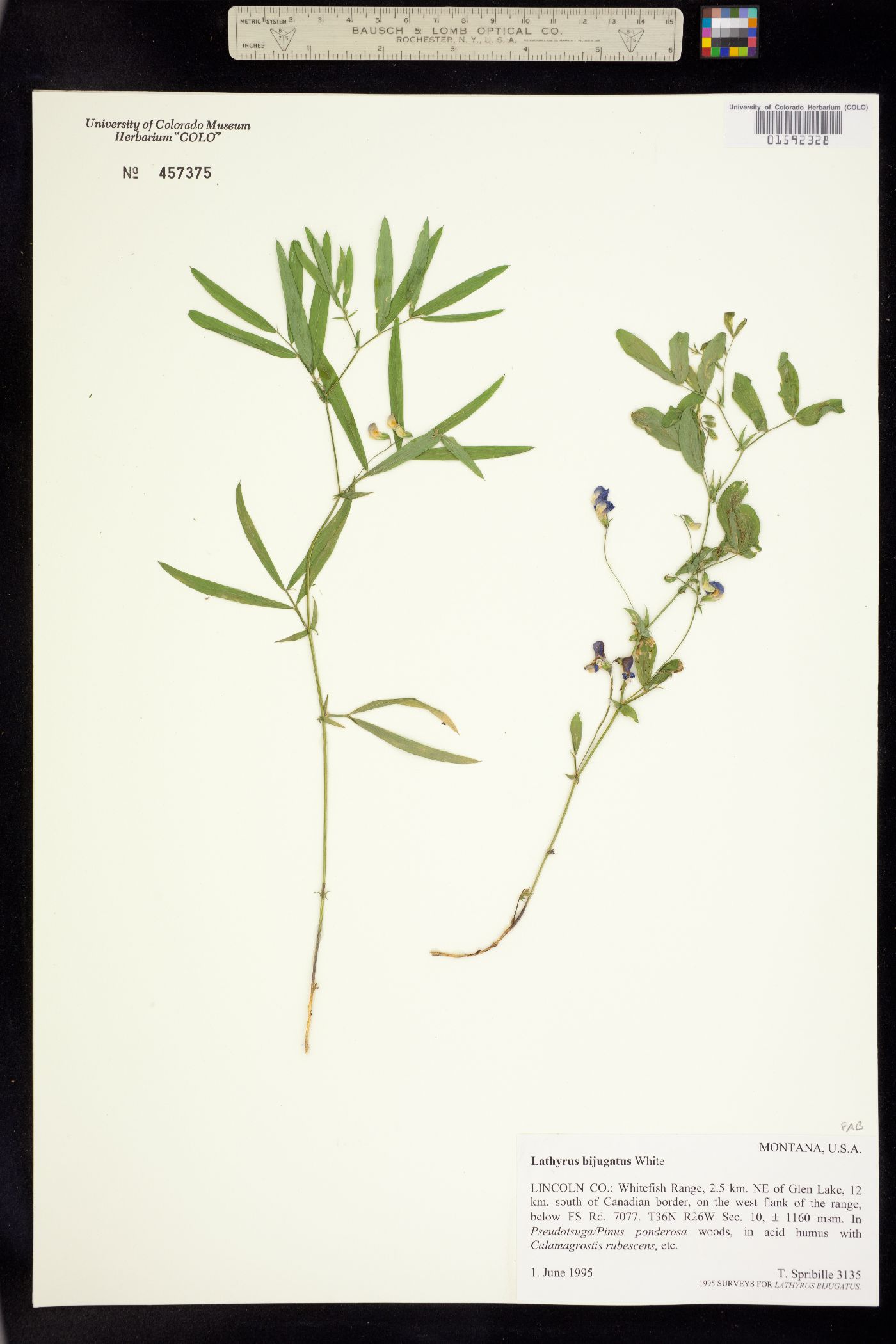 Lathyrus bijugatus image