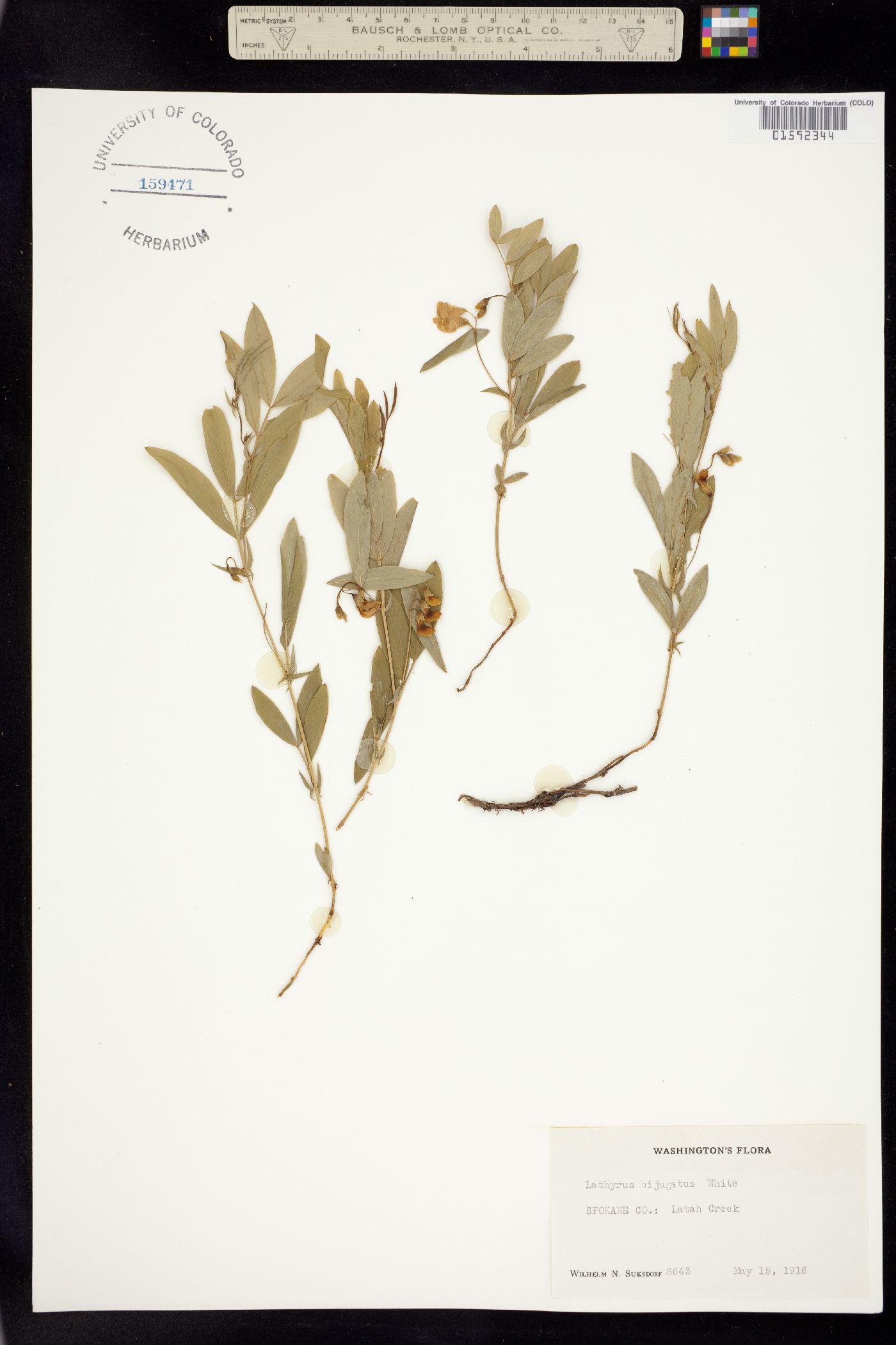 Lathyrus lanszwertii image