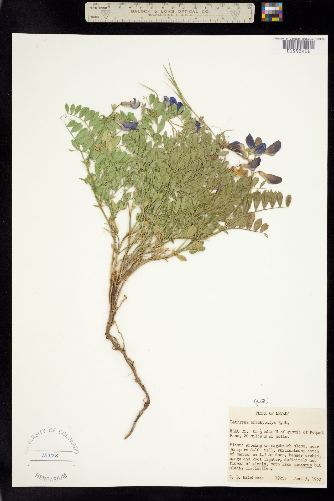 Lathyrus brachycalyx image