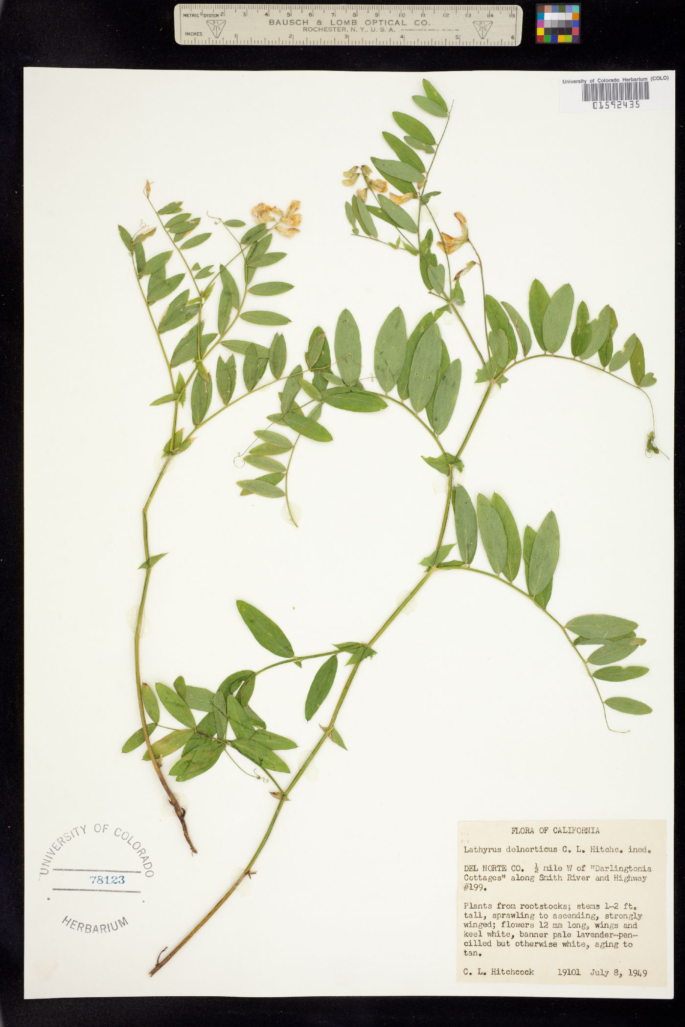 Lathyrus delnorticus image