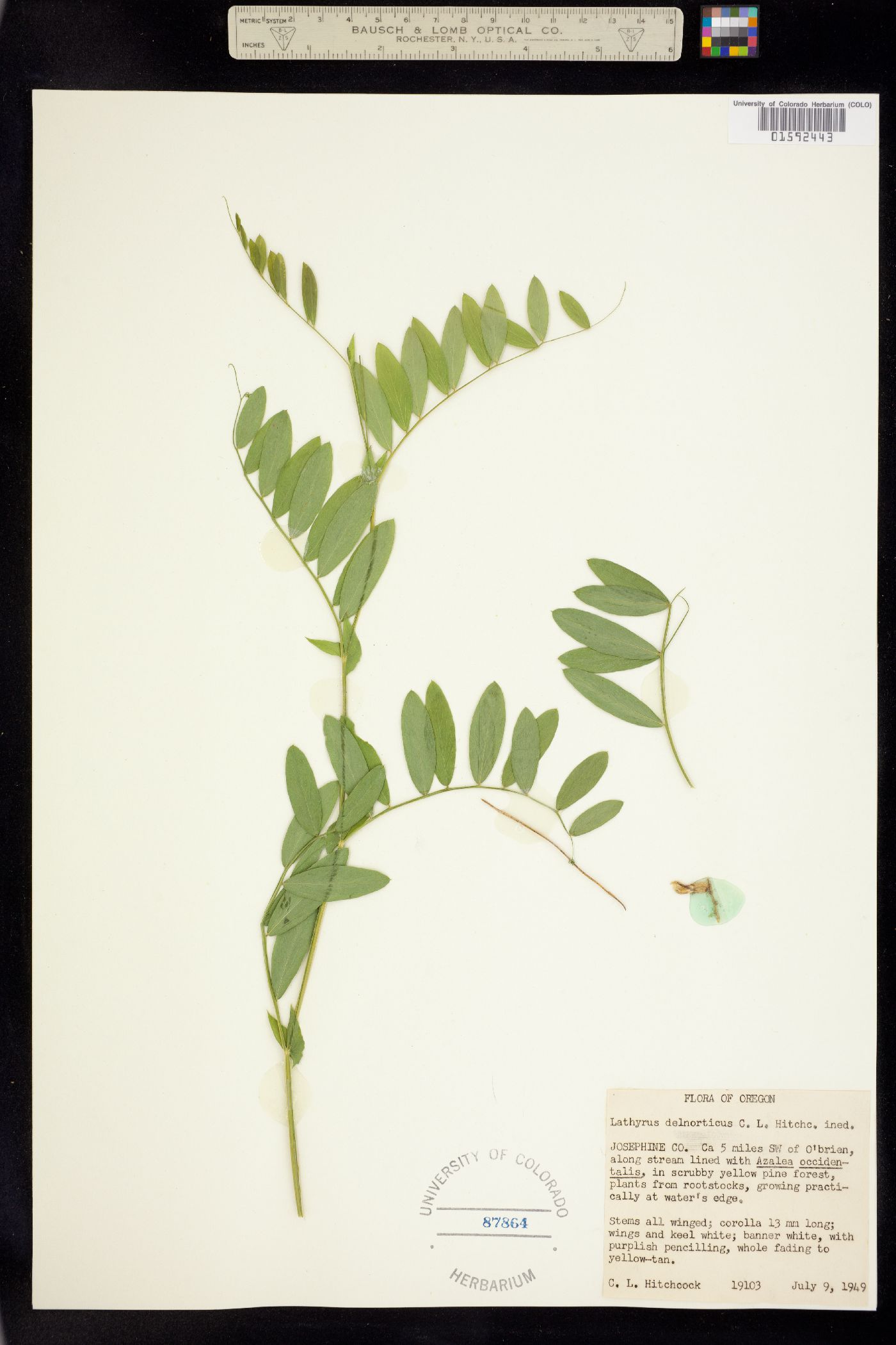 Lathyrus delnorticus image