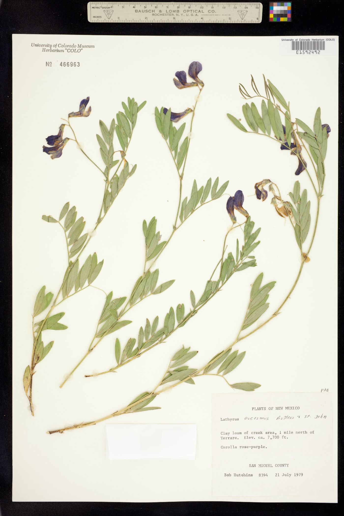 Lathyrus eucosmus image