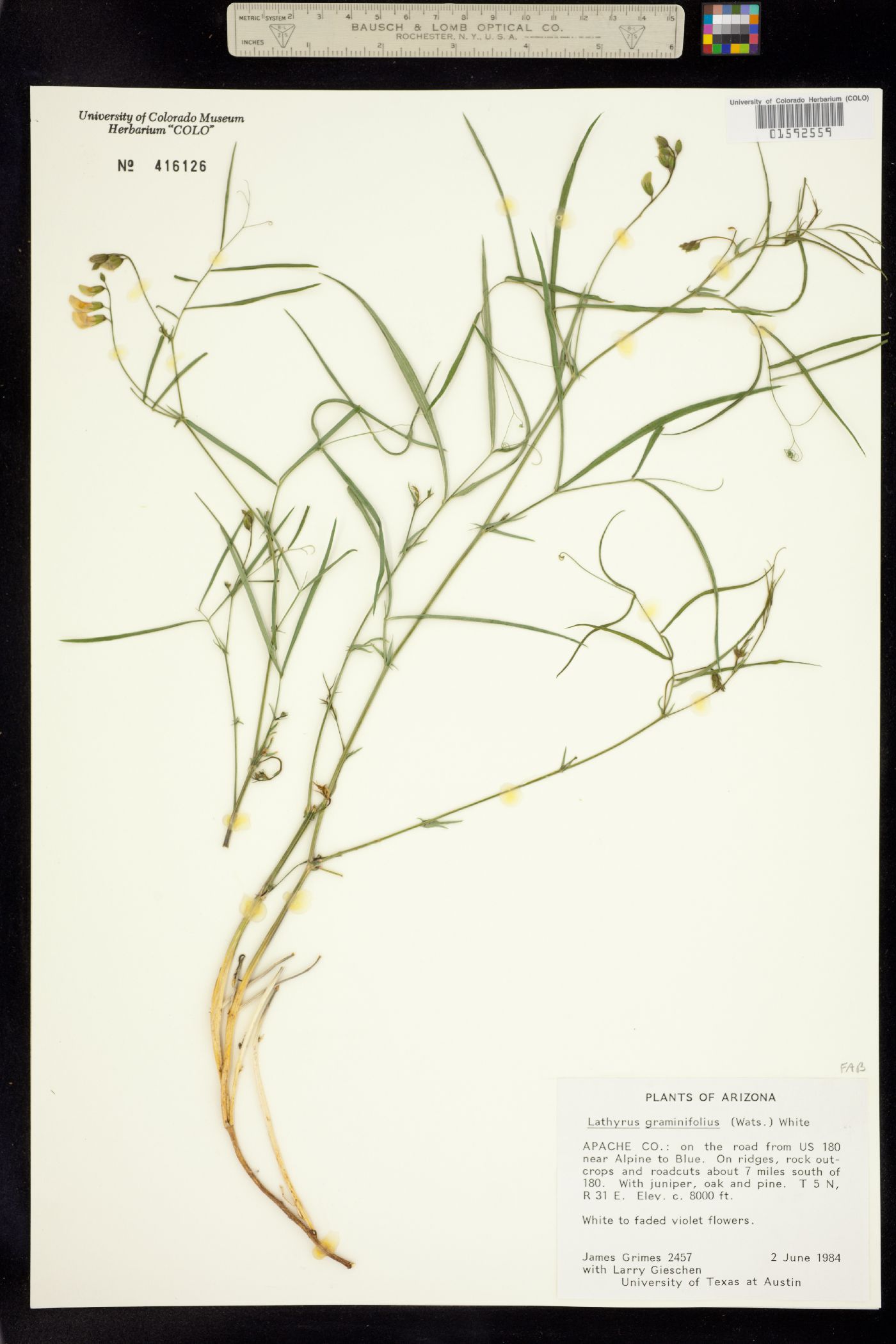 Lathyrus graminifolius image