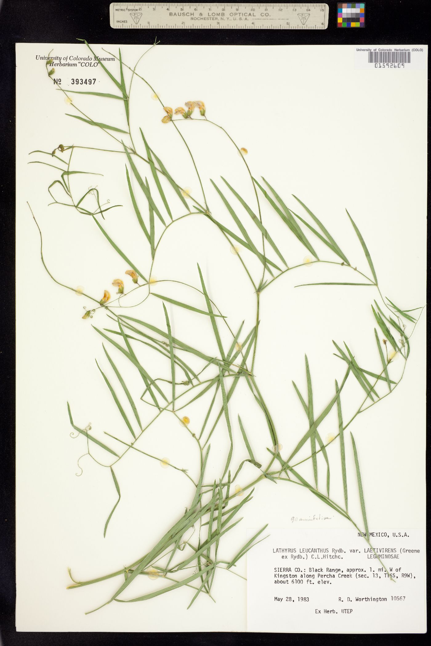 Lathyrus graminifolius image
