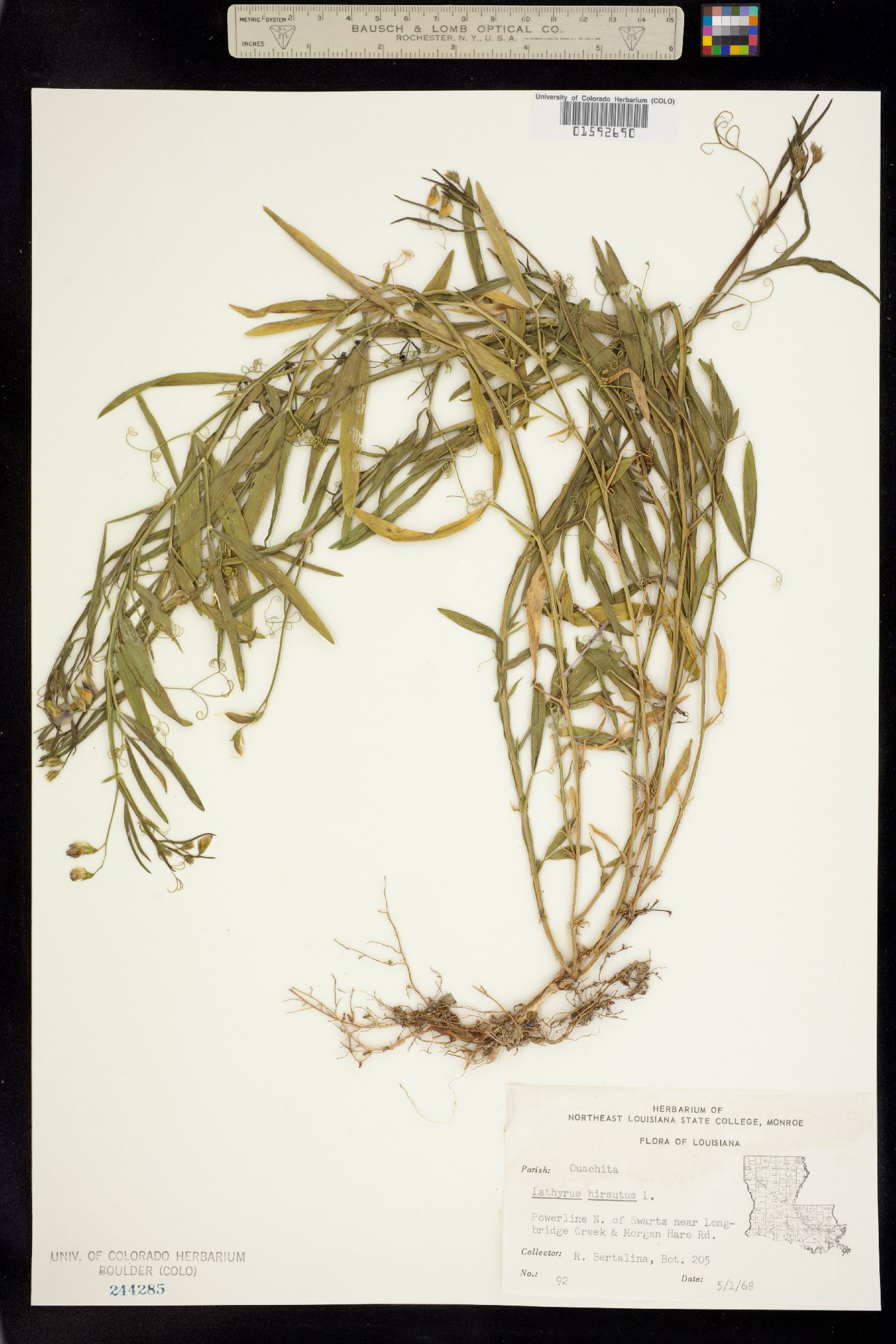 Lathyrus hirsutus image