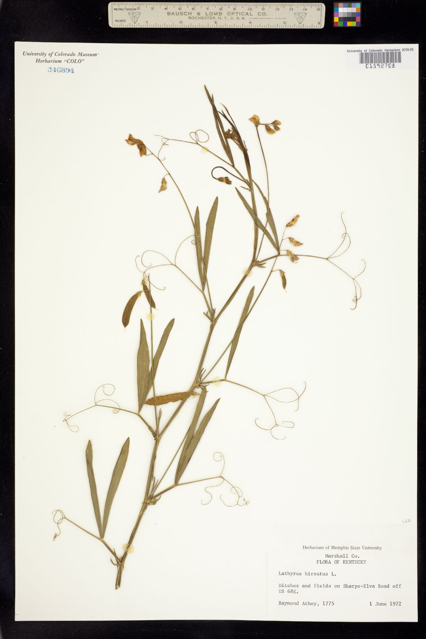 Lathyrus hirsutus image