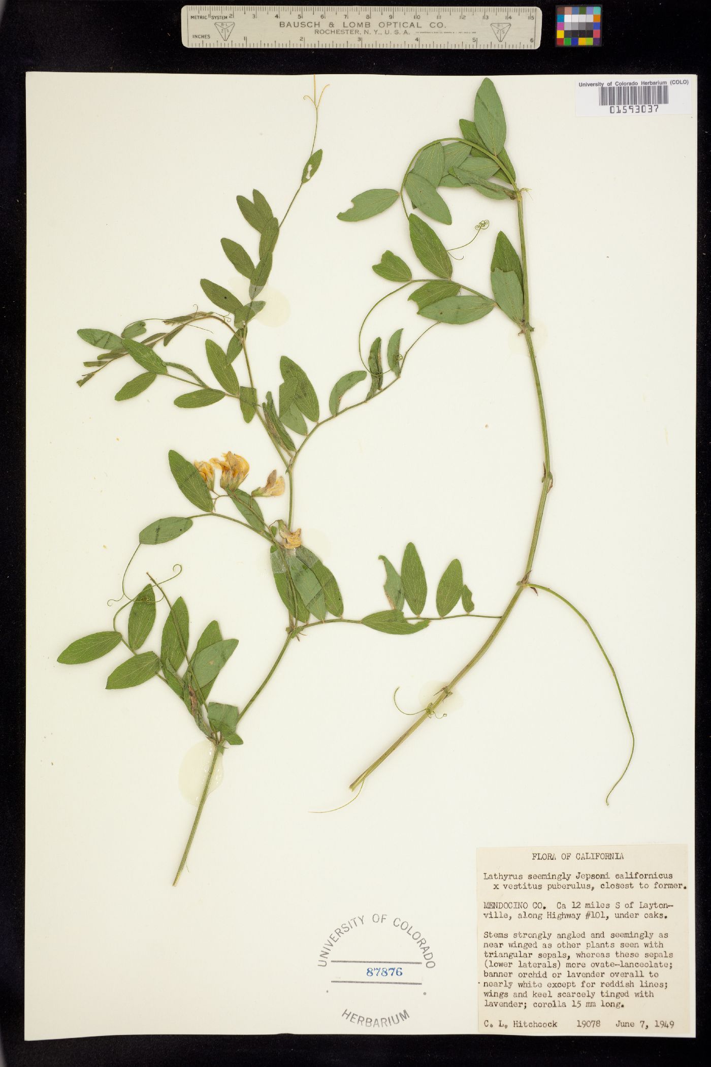 Lathyrus jepsonii image