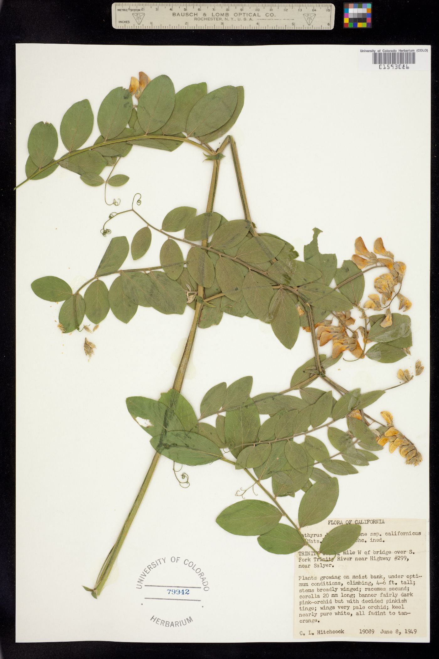 Lathyrus jepsonii image