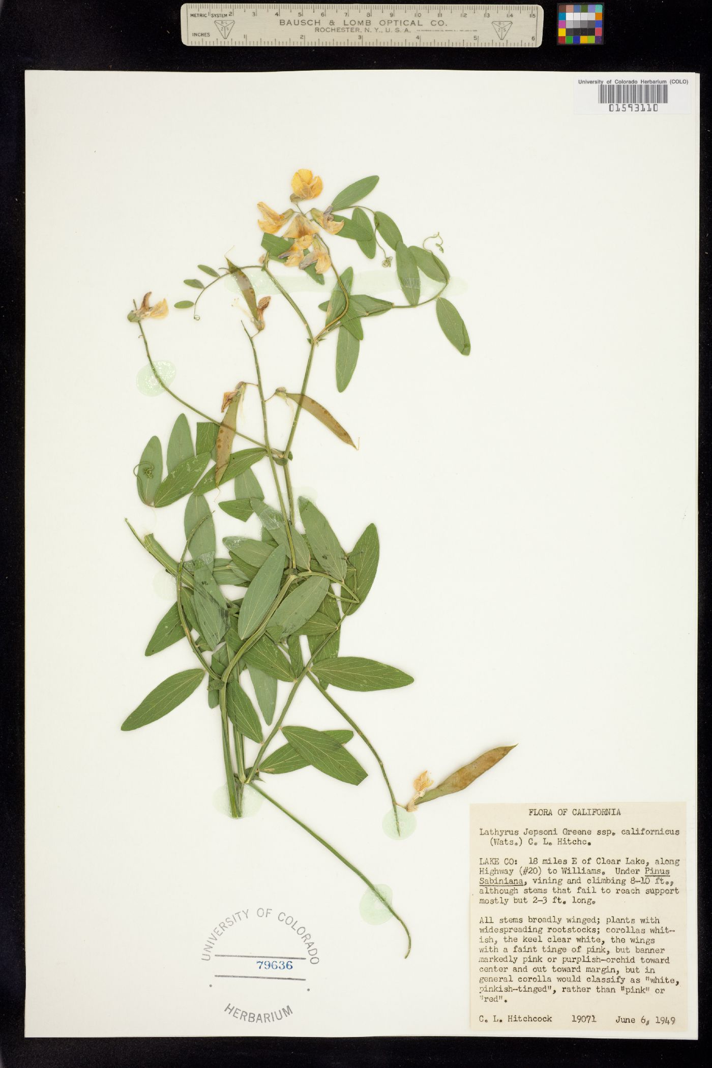 Lathyrus jepsonii image