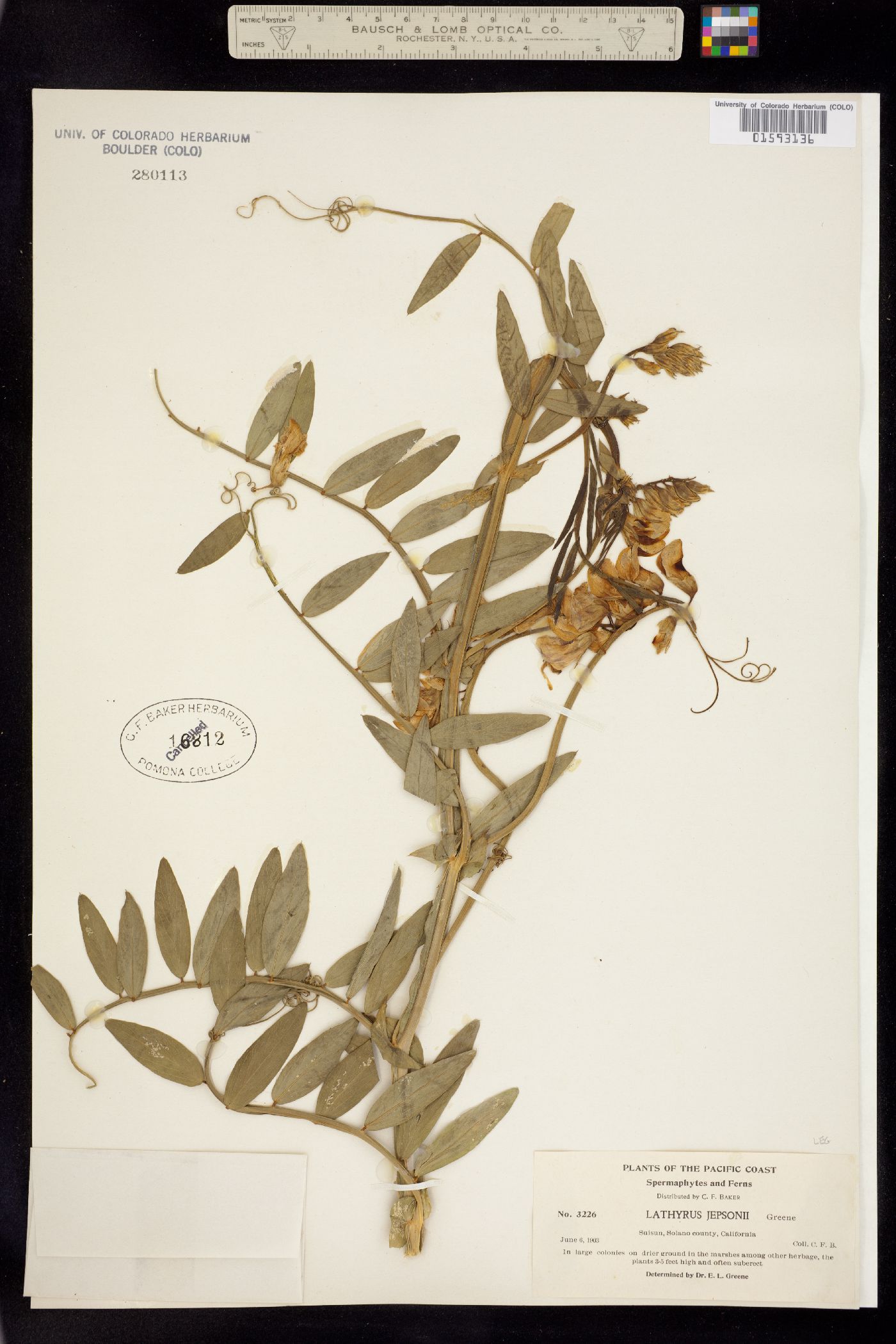 Lathyrus jepsonii image