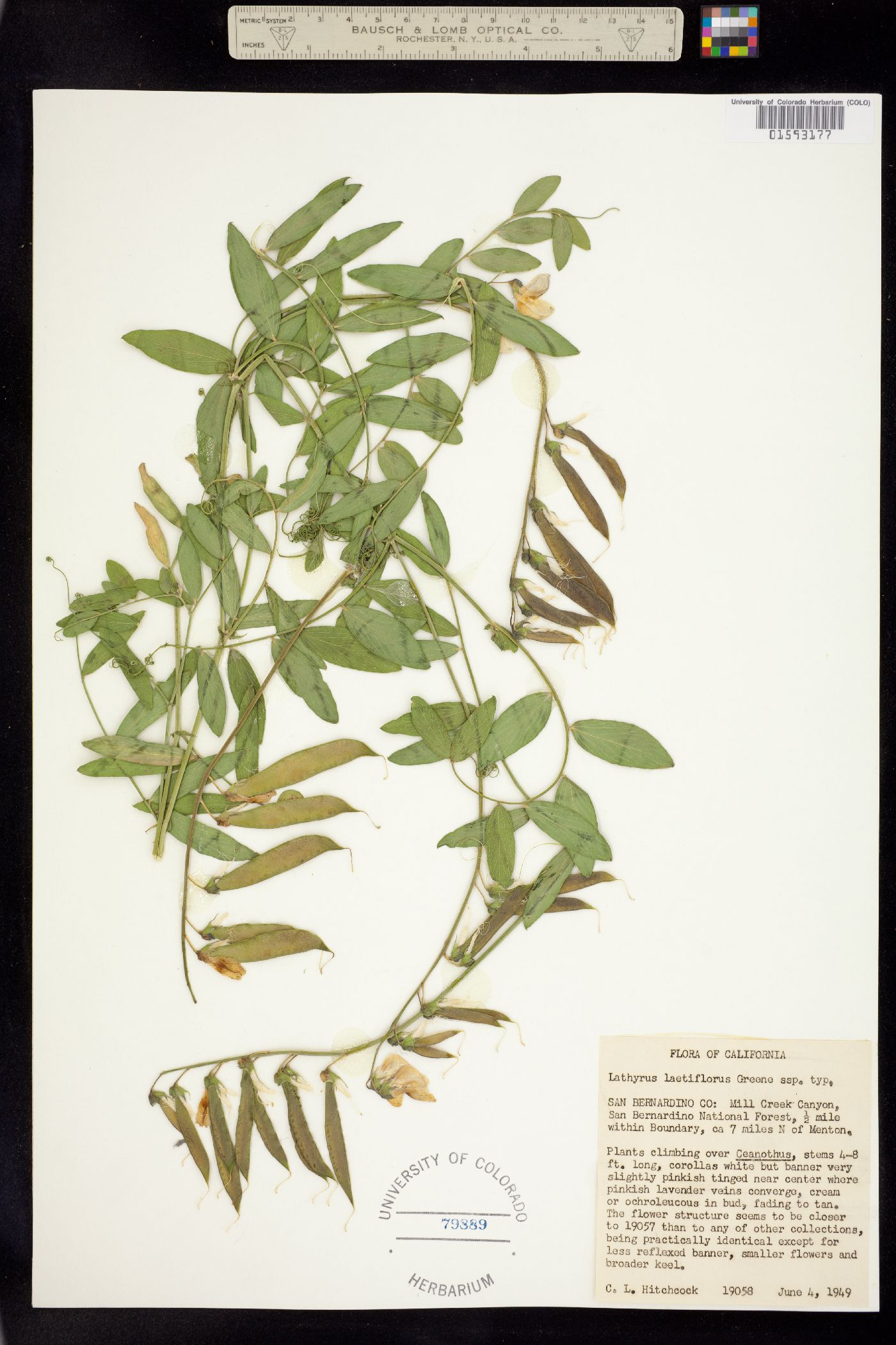 Lathyrus vestitus var. vestitus image