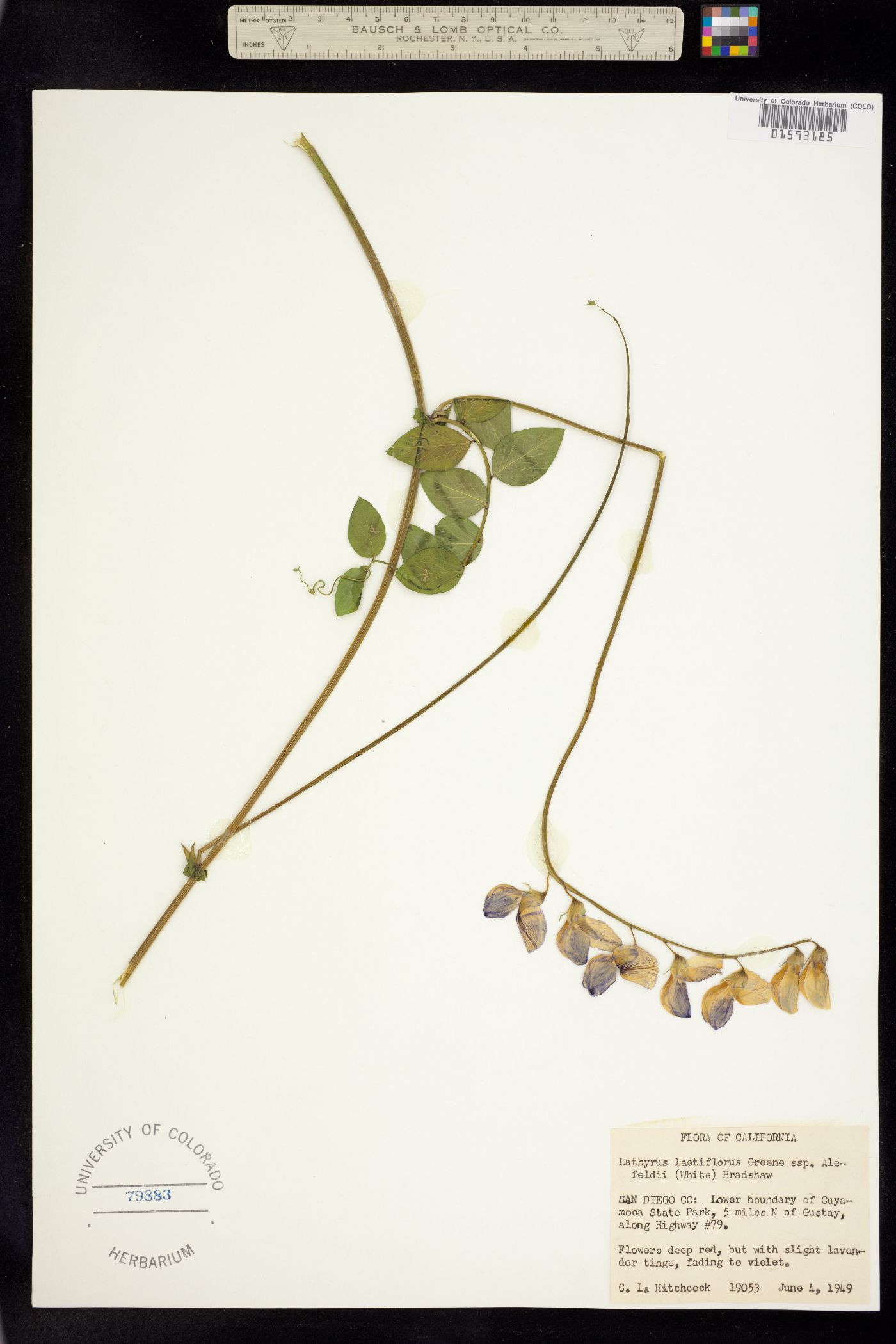 Lathyrus vestitus var. vestitus image